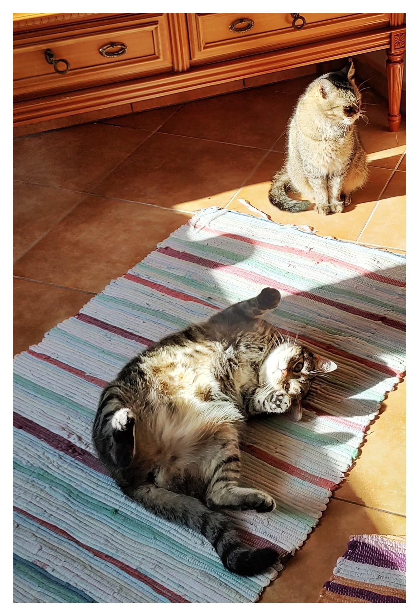Zwei Katzen in einem sonnigen Wohnraum. Im Vordergrund liegt eine getigerte Katze entspannt auf dem Rücken auf einem gestreiften Teppich und blickt mit erhobener Vorderpfote in die Kamera. Im Hintergrund sitzt eine zweite Katze im Sonnenlicht vor einem Holzschrank und schaut mit einem eher skeptischen oder missbilligenden Blick zur Seite. Das warme Nachmittagslicht und die langen Schatten verleihen der Szene eine ruhige, leicht humorvolle Stimmung.