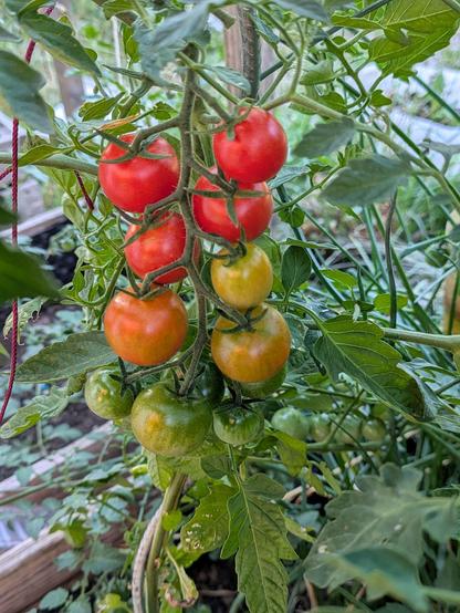 eine Traube Cocktailtomaten, von schon rot bis noch grün