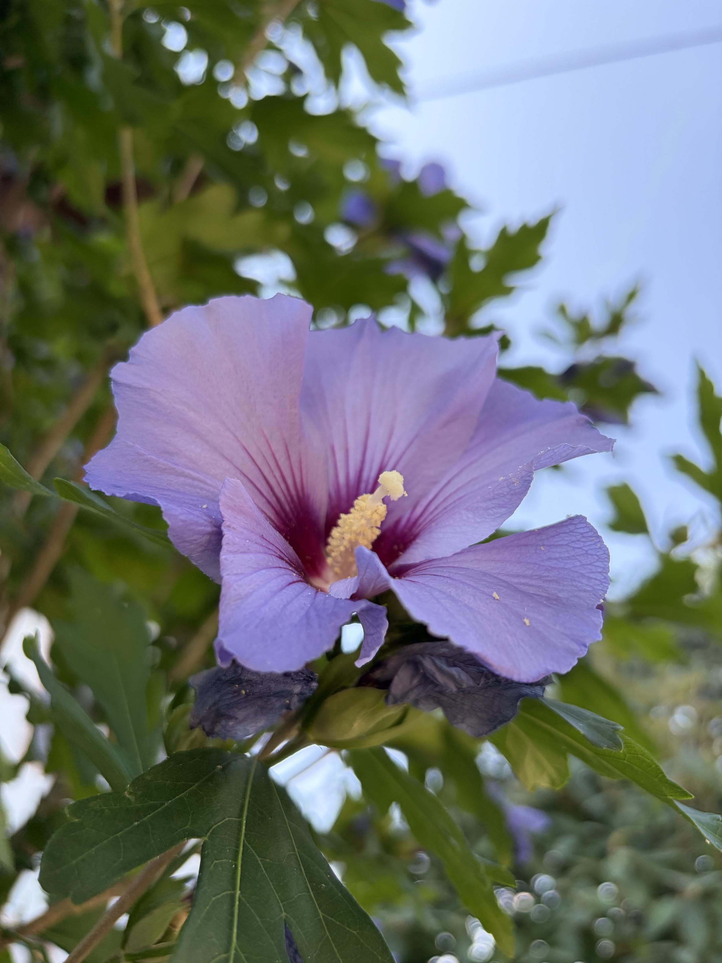 A close-up of a purple hibiscus flower surrounded by green leaves, with light blue sky in the background.

Eine Nahaufnahme einer lila Hibiskusblume, umgeben von grünen Blättern, mit hellblauem Himmel im Hintergrund.