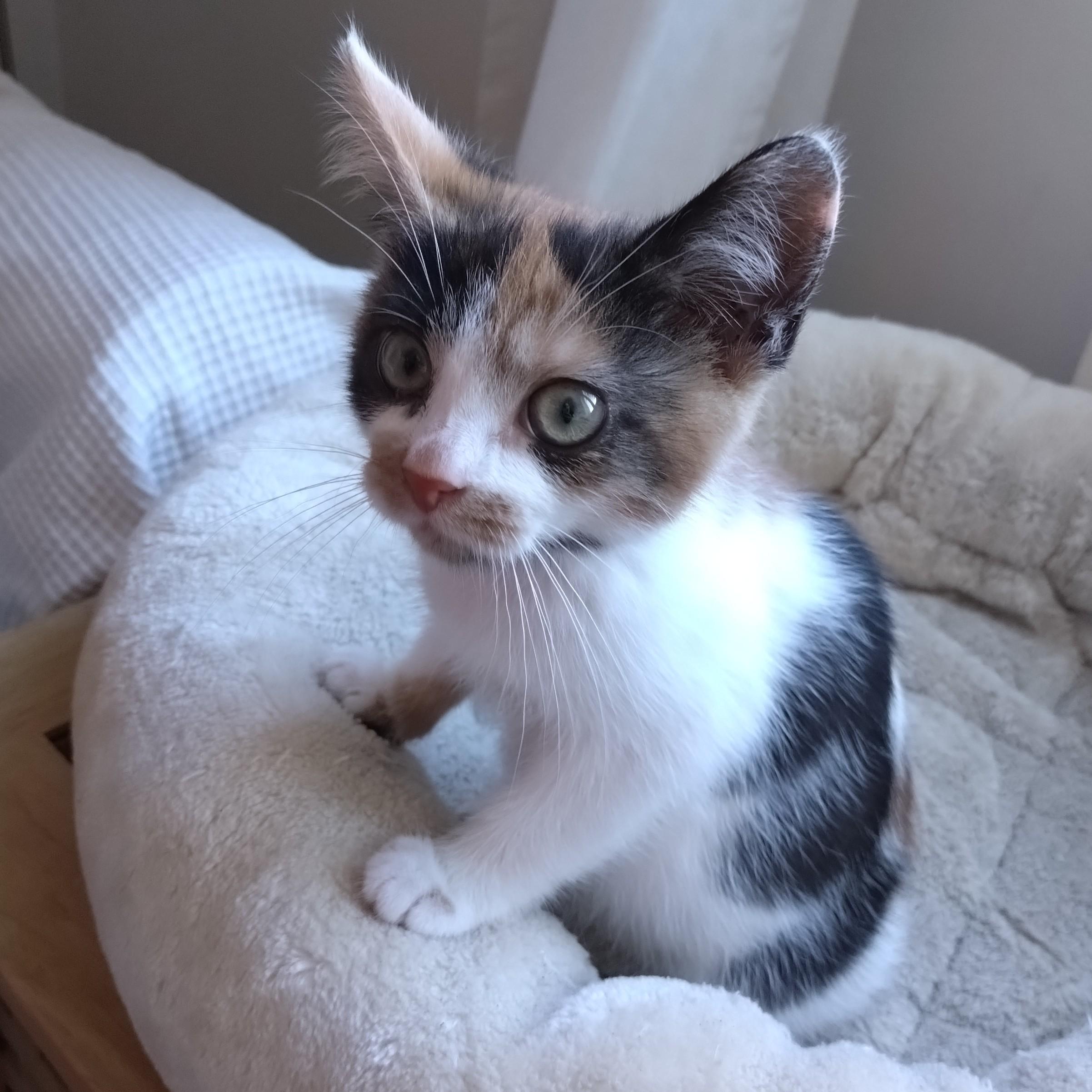 Foto einer Katze, die in die Kamera guckt.