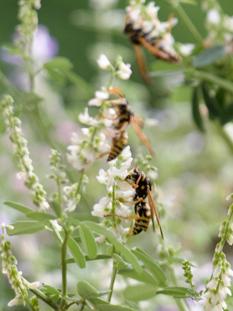 foto in den steinklee: an den vielen kleinen blüten kleben feldwespen. auf anhieb sieht man drei wespen im relativ kleinen bildausschnitt, bei sehr genauer betrachtung sind es sogar vier.