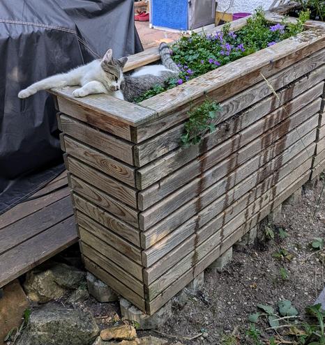 eine weißgetigerte junge Katze liegt im Hochbeet auf niedrigen lila blühenden Glockenblumen 