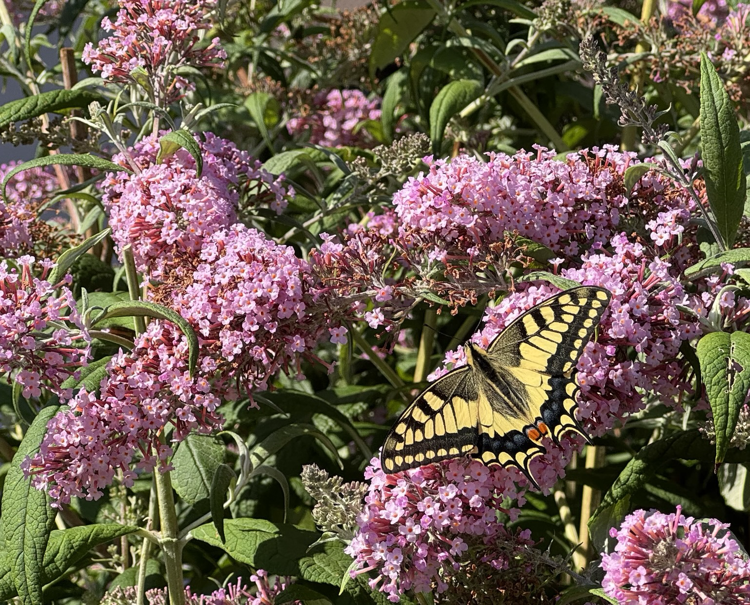 Schwalbenschwanz auf Rosa Sommerfliederblüten
