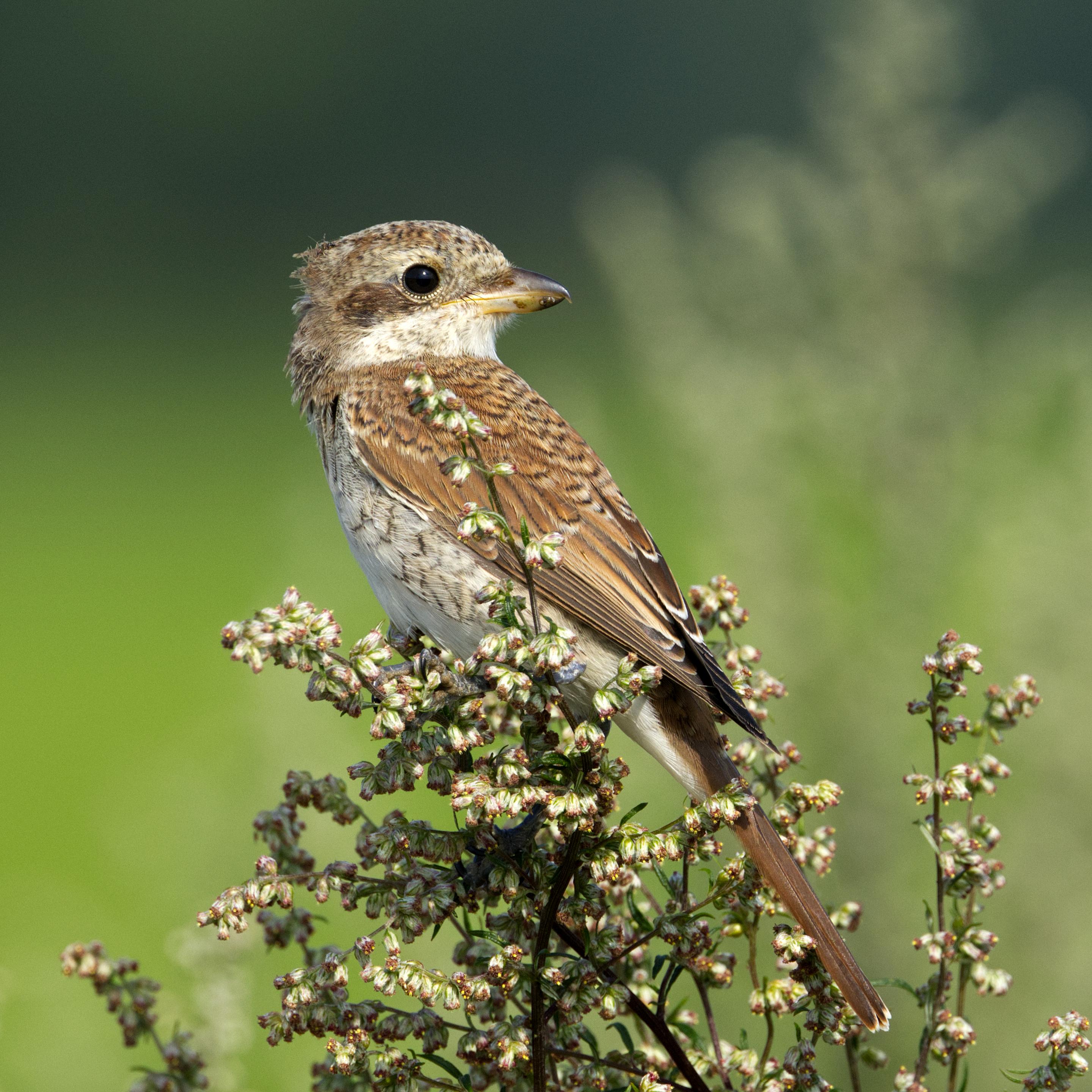Ein weiblicher oder jugendlicher Neuntöter (Lanius collurio) sitzt auf einer Beifußpflanze. Er ist im Profil zu sehen. Der Kopf ist so weit nach hinten gedreht, daß der Schnabel in Richtung Schwanz zeigt.
Das Männchen des Neuntöters hat einen grauen Kopf mit schwarzem Augenstreif. Die Kehle ist weiß, Brust und Bauch sind hellrosa. Der Rücken ist rotbraun, der Schwanz schwarz. Das Weibchen ist rotbraun gefärbt, im Nacken gräulich. Die Augenmaske ist dunkelbraun. Die Unterseite ist cremeweiß mit Querbänderung.
Der schwarze Schnabel des Neuntöters ist kräftig, seitlich abgeflacht und hat einen ausgeprägten Haken sowie eine leichte Zähnung kurz vor der Spitze des Oberschnabels. An der Basis ist er mit ausgeprägten Schnabelborsten versehen. Die kräftigen Füße sind schwärzlich.
Die beim Weibchen mitunter nur angedeutete dunkle Schuppung ist beim Jugendkleid sehr viel ausgeprägter, zieht sich über Kopf und Rücken und bedeckt die ganze Unterseite. Zudem weist der Rücken meist eine dunklere Grundfarbe auf.