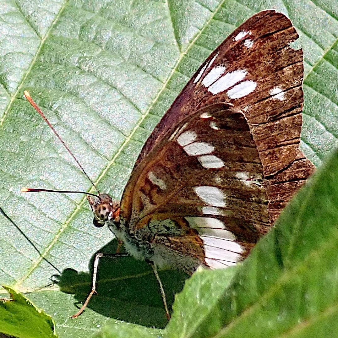 auf einem, oder fast mehr in einem etwas schüsselförmigen grünen blatt steht ein schmetterling mit drei viertel hochgeklappten flügeln und lässt sich die sonne auf den rücken scheinen. die flügel sind schokoladenbraun mit einem band aus weißen flecken, das fast ganz durchgehend von der vorderkante bis zum hinterleibsende verläuft, nur einmal eine kleine unterbrechung hat, einen aussetzer, ein fleck fehlt in der mitte des vorderflügels. ein kleiner teil des hinterende des falters ist von einem weiteren blatt im vordergrund verdeckt, das ist das was das blatt so schüsselförmig erscheinen lässt.