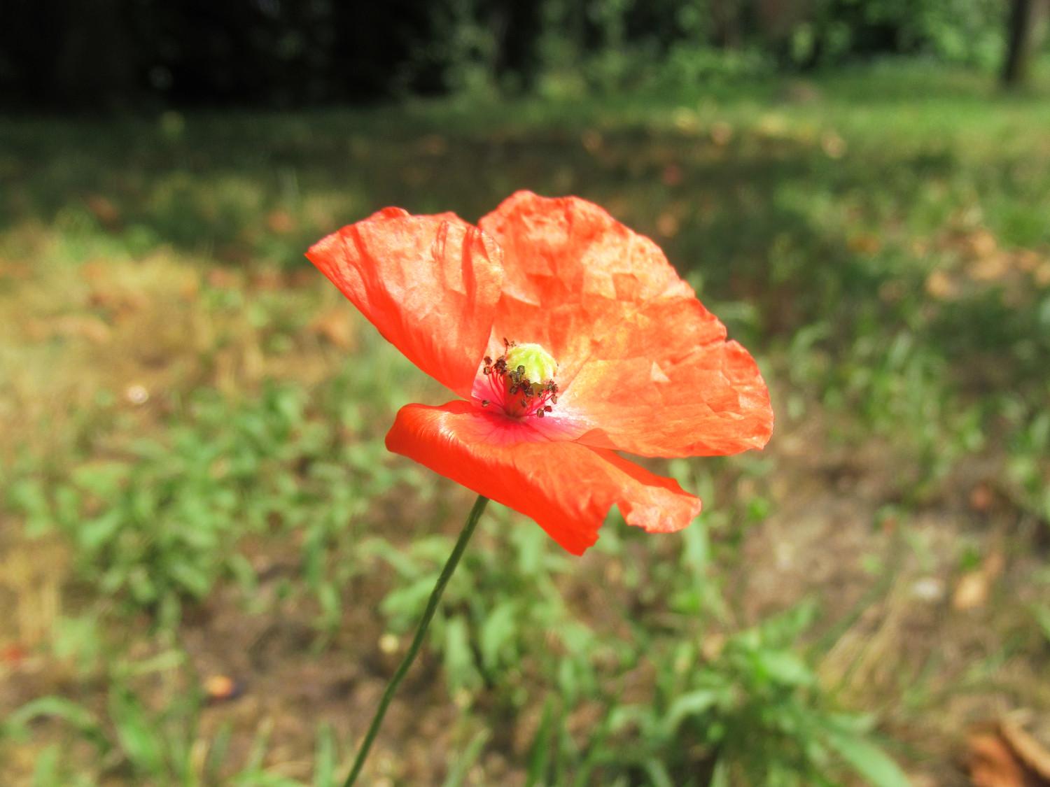 Eine kleine Mohnblume vor trockener Grünfläche