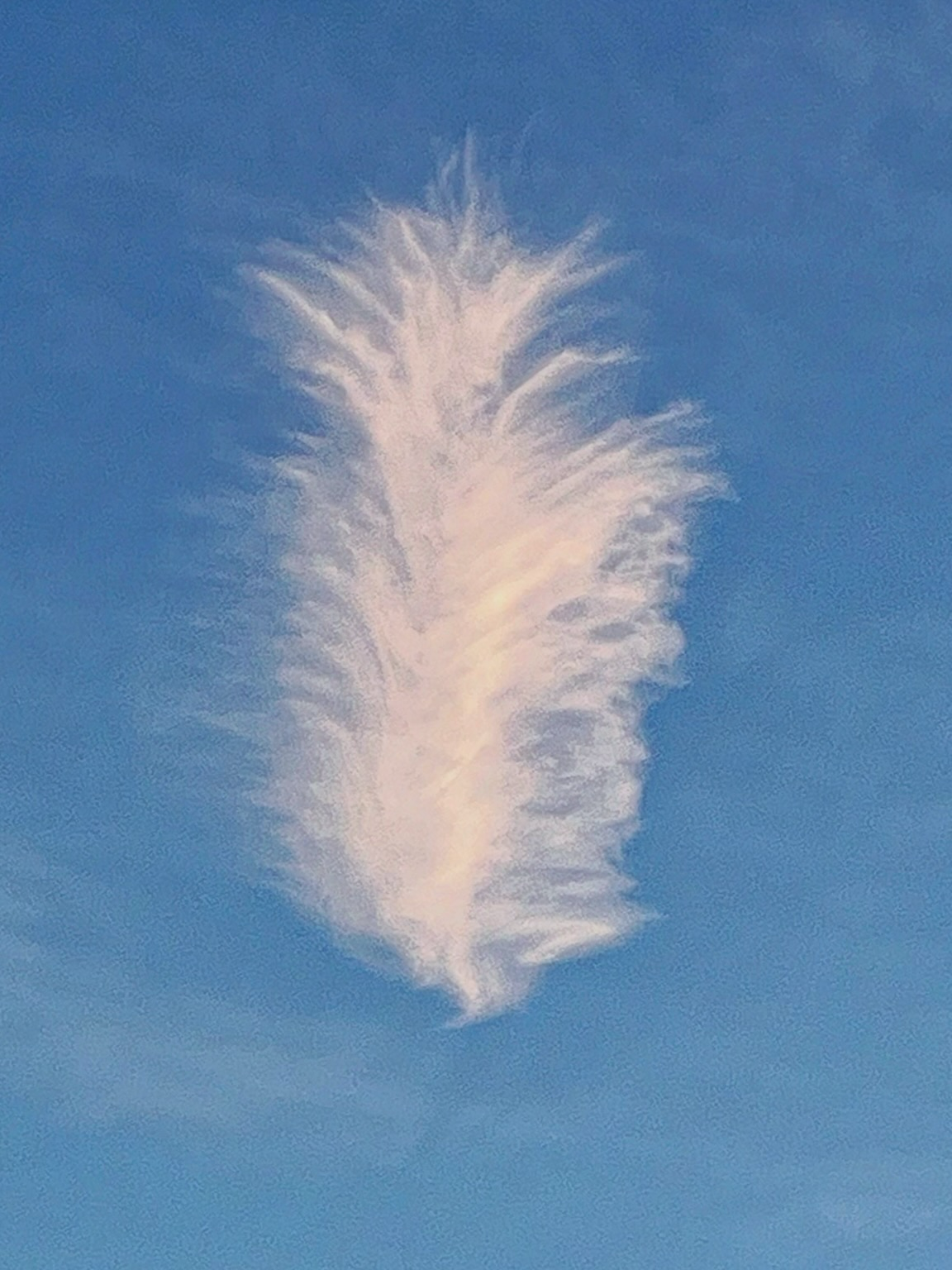 Eine Cirruswolke, schon leicht rosige Abendfarben. 
Sie ähnelt einer flauschigen Feder oder Daune.
Hier steht sie aufrecht, kurz darauf lag sie immer schräger.