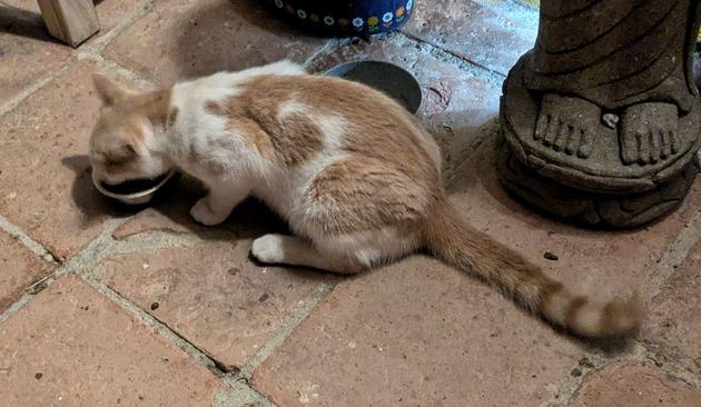 ein rotweißer Kater sitzt vorm Haus an einer Schüssel und frisst 
