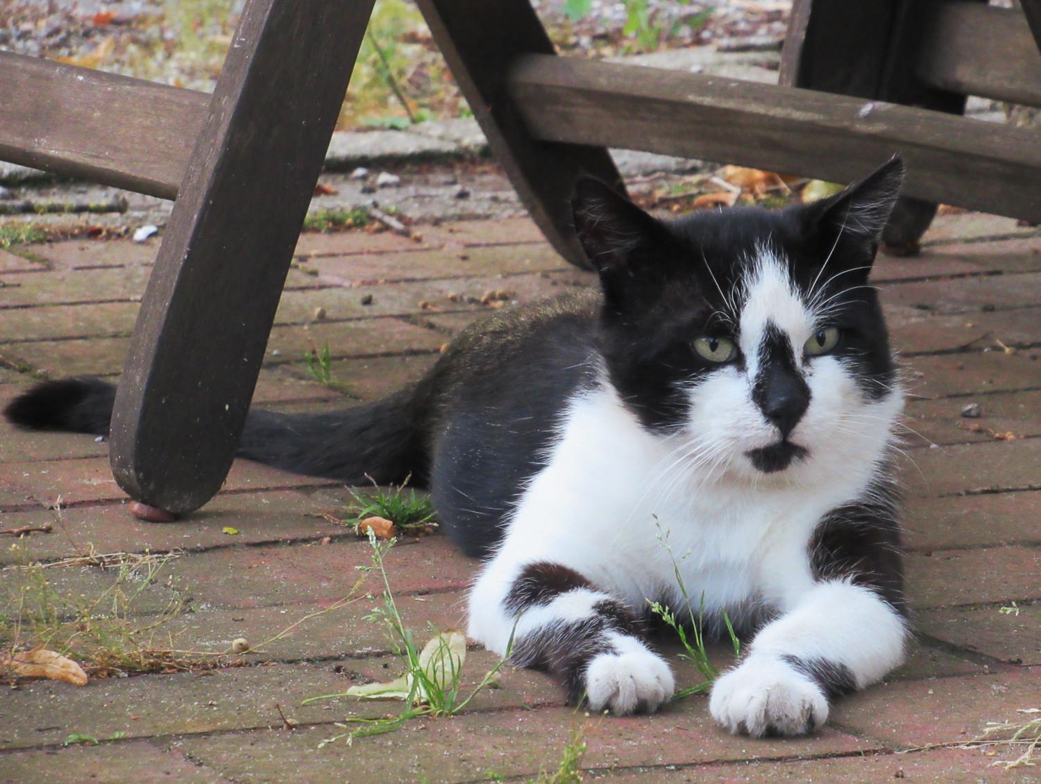 Ein schwarz-weißer Kater liegt auf rötlichem Pflaster unter einem Holzstuhl und schaut aufmerksam nach vorne.