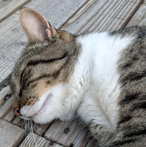 der Kopf mit geschlossenen Augen einer weißgetigerten Katze auf Holzbrettern