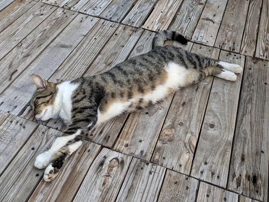 nur die lang ausgestreckte weißgetigerte Katze mit geschlossenen Augen auf einem Holzboden