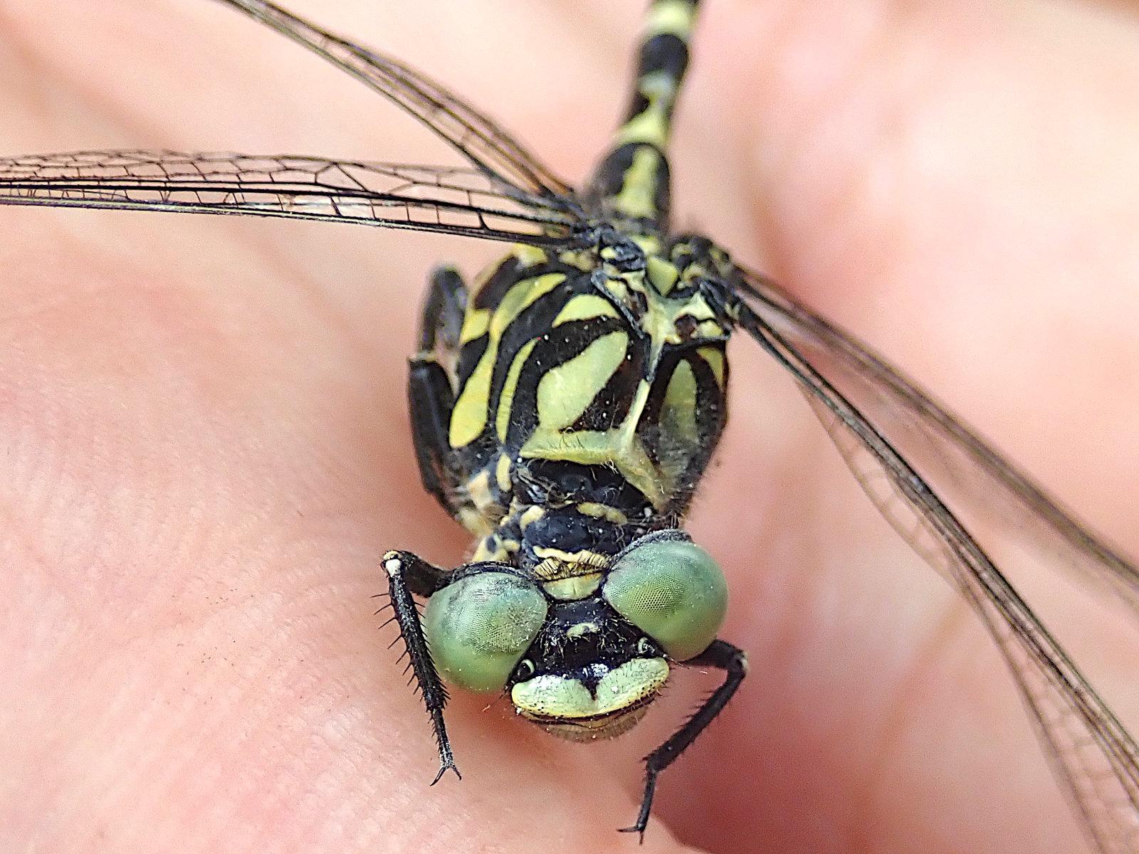 nahaufnahme von kopf und thorax einer mittleren bis großen libelle auf einer hand. der thorax ist mit schwarzen säbel- oder grasblattförmigen streifen auf hellgelbem untergrund gemustert. die beiden sehr großen kugeligen facettenaugen stehen nach oben und seitlich etwas ab und sind hellgrün. der mund darunter ist grünlich-weiß und sieht aus als würde das tier grinsen. die fachwerkartig geäderten transparenten flügel und der lange dünne hinterleib passen nicht mehr ganz ins bild