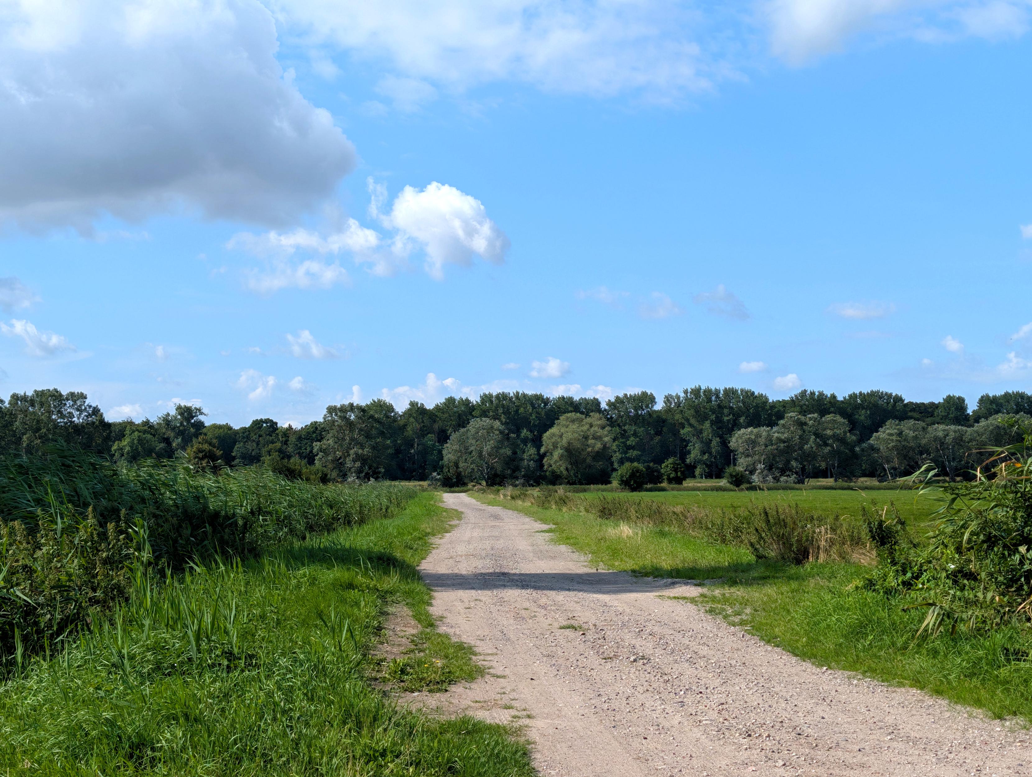 Ein breiter Schotterweg führt gerade durch weites Wiesenland. Links ein Graben mit Schilf. Rechts ein Saum aus Disteln und anderen Wildkräutern. Voraus mehrere Baumreihen quer zum Weg. Blauer Himmel mit weißen Wölkchen.