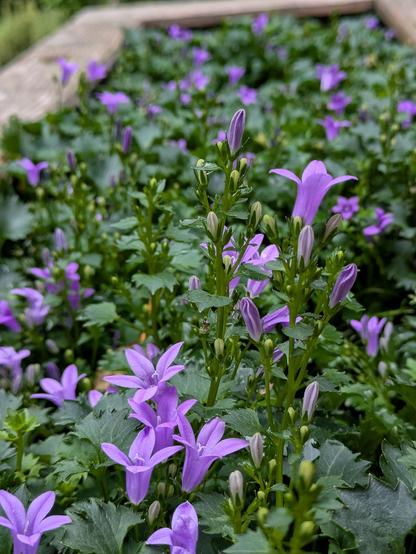 blühende kleine lila Glockenblumen in einem hölzernen Hochbeet 