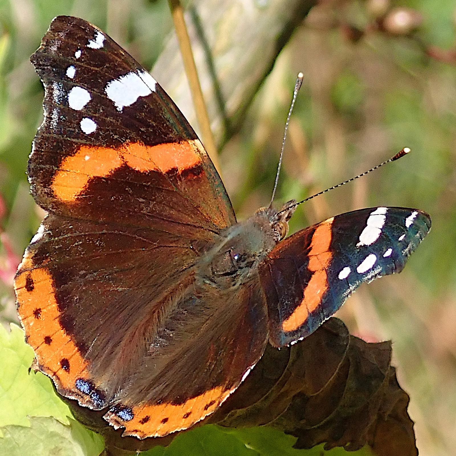 nahaufnahme, quadratischer ausschnitt: rückenansicht von einem schmetterling namens admiral mit zwei drittel aufgeklappten flügeln. der körper des tiers und der innere bereich der flügel sind dunkelbraun, da drum herum verläuft ein leuchtend orangeroter ring der an der hinterkante der hinterflügel kleine schwarze punkte zeigt. die spitzen der vorderflügel sind außerhalb dieses rings schwarz mit weißen flecken. auf diesem bild ist auch schön zu sehen dass die gerade gestreckten fühler sehr fein schwarzweiß geringelt sind und ihre keulenartig verdickten schwarzen enden eine weiße kappe tragen. auch die drei sehr kleinen hellblau metallisch irisierenden flecken an der hinterkante der flügel, ganz in der mitte, sind selten so gut zu sehen wie hier