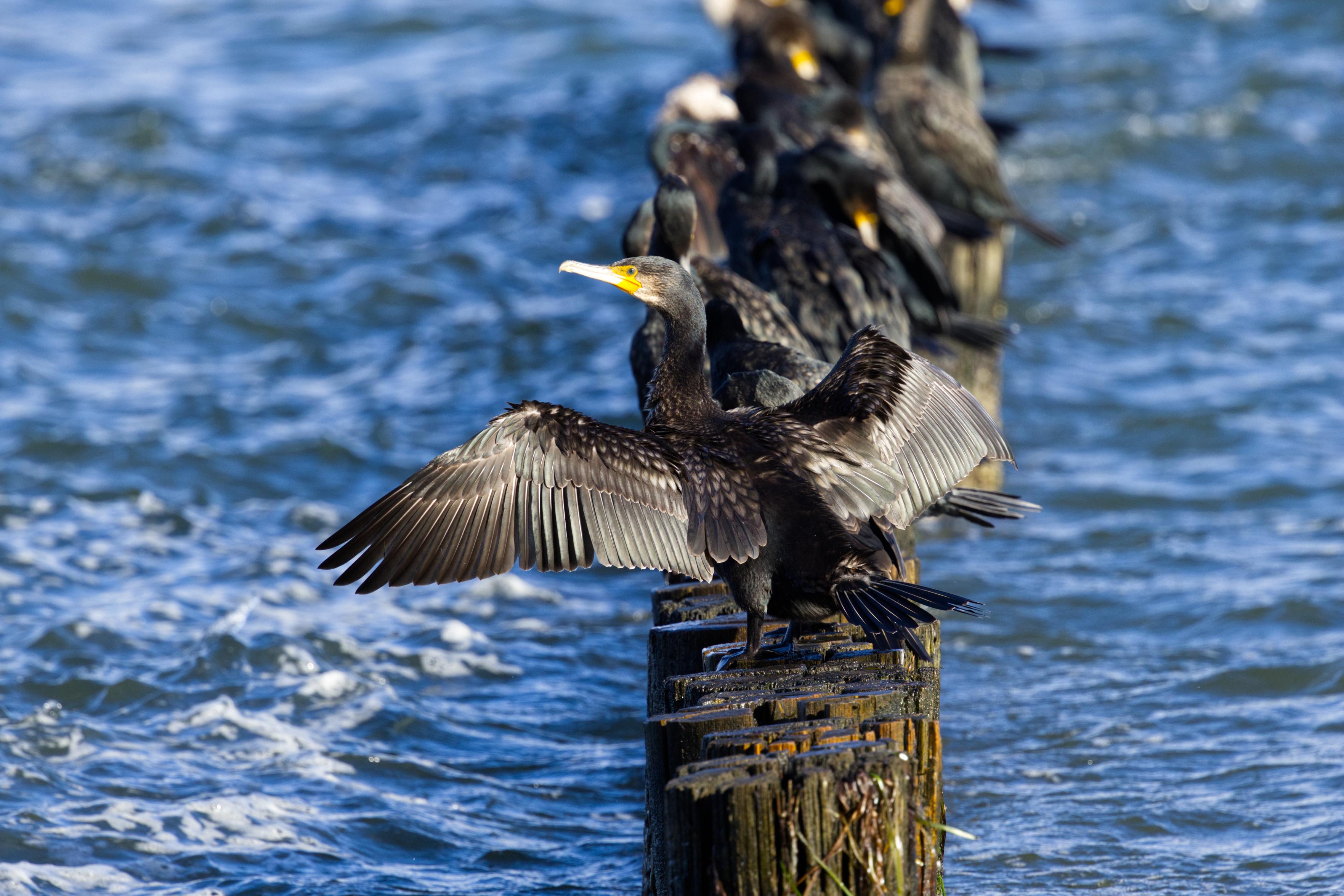 Der Betrachter blickt auf eine Buhnenreihe in der Ostsee, die  von ihm wegführt. Darauf sitzt eine Anzahl Kormorane (Phalacrocorax carbo). Nur der erste Vogel ist scharf abgebildet. Er hat seine Flügel zum Trocknen ausgebreitet.
Kormorane sind knapp gänsegroß, sie haben eine Körperlänge von 77 bis 94 Zentimetern und eine Flügelspannweite von 121 bis 149 Zentimetern. Männchen sind etwas größer und schwerer als Weibchen. Der relativ große Schnabel ist wie bei allen Arten der Gattung am Ende hakenförmig.
Im Prachtkleid ist das Gefieder überwiegend schwarz, bei Sonnenschein glänzen die Federn metallisch grün oder bläulich. Die Deckfedern des Oberflügels schimmern bronzefarben und sind glänzend schwarz gerandet, der Oberflügel wirkt daher geschuppt. Scheitel und Nacken sind mit feinen weißen Federn durchsetzt. Am Hinterkopf befindet sich ein Schopf, der durch etwa 4 Zentimeter lange, abstehende Federn entsteht. Am Schnabelgrund befindet sich eine nackte, gelbe Hautpartie, die breit weiß ger