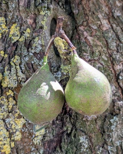 zwei kleine grüne Birnen, deren Stiele verbunden sind, hängen an einem Baum