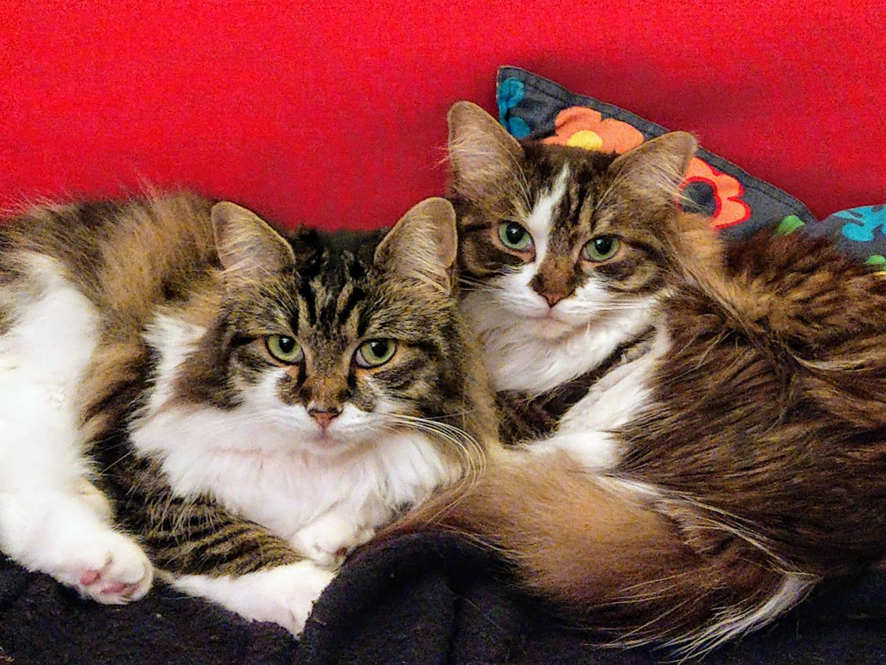 Zwei Langhaarkatzen liegen aneinandergekuschelt auf einer dunklen Decke auf einem roten Sofa und blicken direkt in die Kamera. Ihr Augen sind groß und grün, die Nasen groß und rosa, die Fellfarben tabby mit weißen Schnäuzchen, Kragen, Bauch und Pfoten.