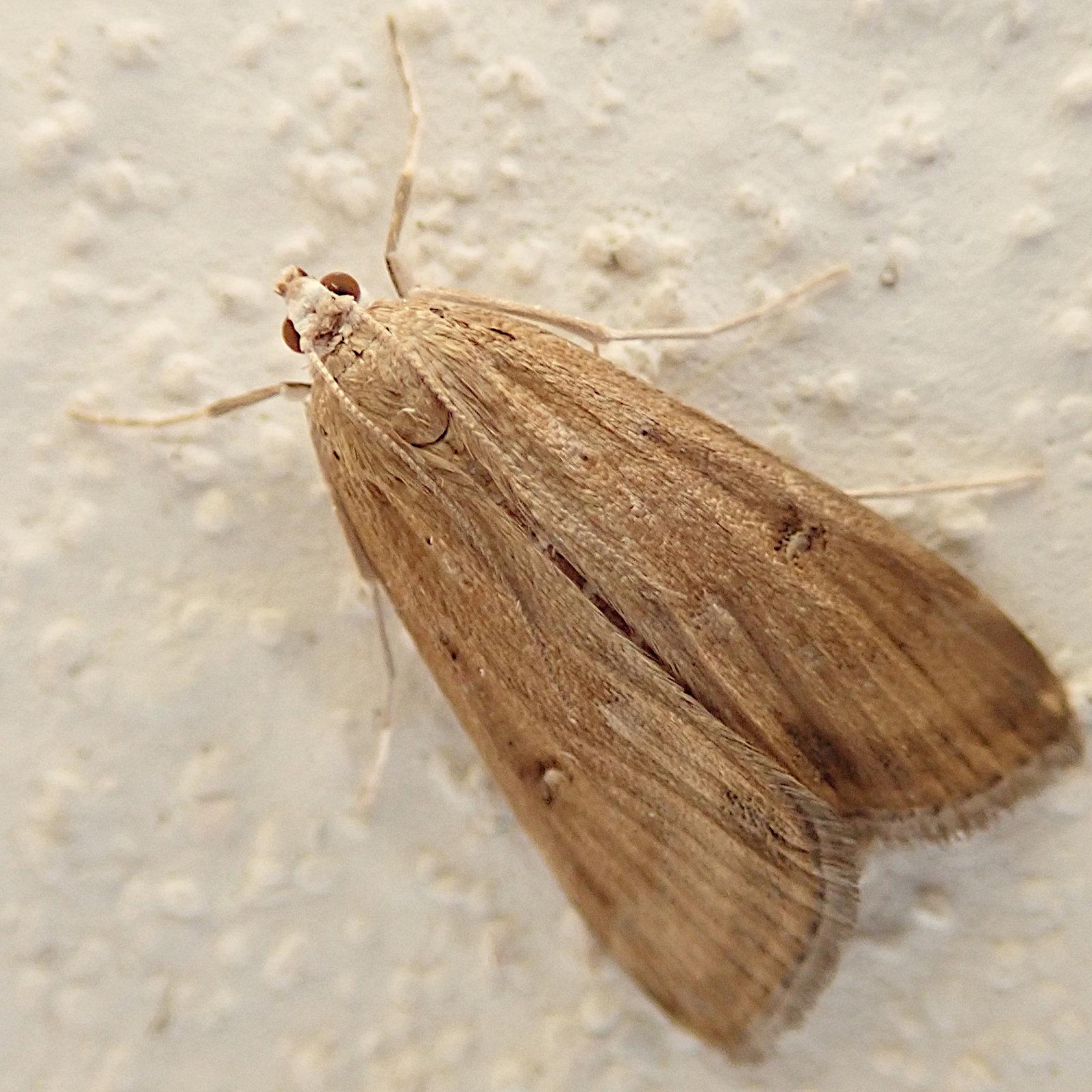 nahaufnahme eines falters mit bauform "motte" der an einer weißen wand sitzt. seine silhouette ist die einer schmalen pfeilspitze mit abgerundeter spitze. die flügel sind flach nach hinten abgelegt und ziemlich gleichförmig in einem leicht rötlichen beige gefärbt. lediglich der hinterrand ist etwas dunkler, die fransen dort etwas grauer. die äderung gibt den flügeln in der hinteren hälfte eine leichte längsstreifigkeit. auf halber länge ist recht weit außen je ein einzelner kleiner dunkler fleck mit fahlem inneren. der kleine knopfförmige kopf ist heller, die dunkelroten facettenaugen stehen seitlich etwas heraus