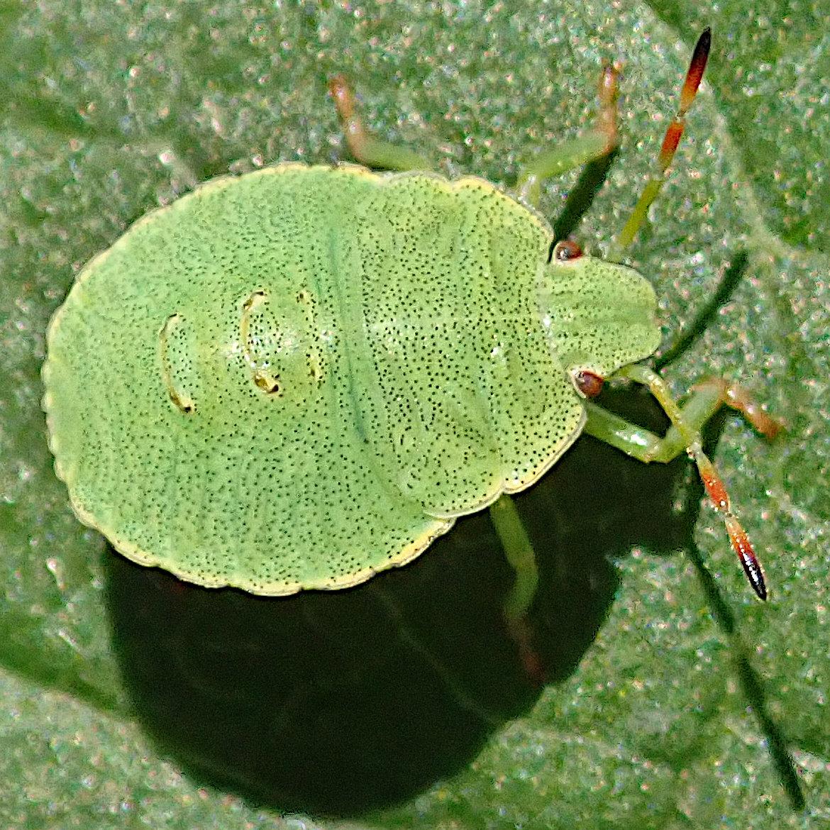 auf einem grünen blatt krabbelt ein heller grünes insekt im sonnenlicht herum. es hat die form eines druckknopfes, fast ganz rund, nur da wo der kopf ist, ist so etwas wie eine leichte spitze, der steht etwas heraus. da am übergang, in den ecken, sitzen die braunen augen. ansonsten ist alles gleichmäßig frühlingsgrün wie ein frischer blattrieb, dabei mit winzigen schwarzen pünktchen durchsetzt. am rand wird das grün heller, gelber. die spitzen der fühler, die vom kopf seitlich abstehen und die füße sind rot.