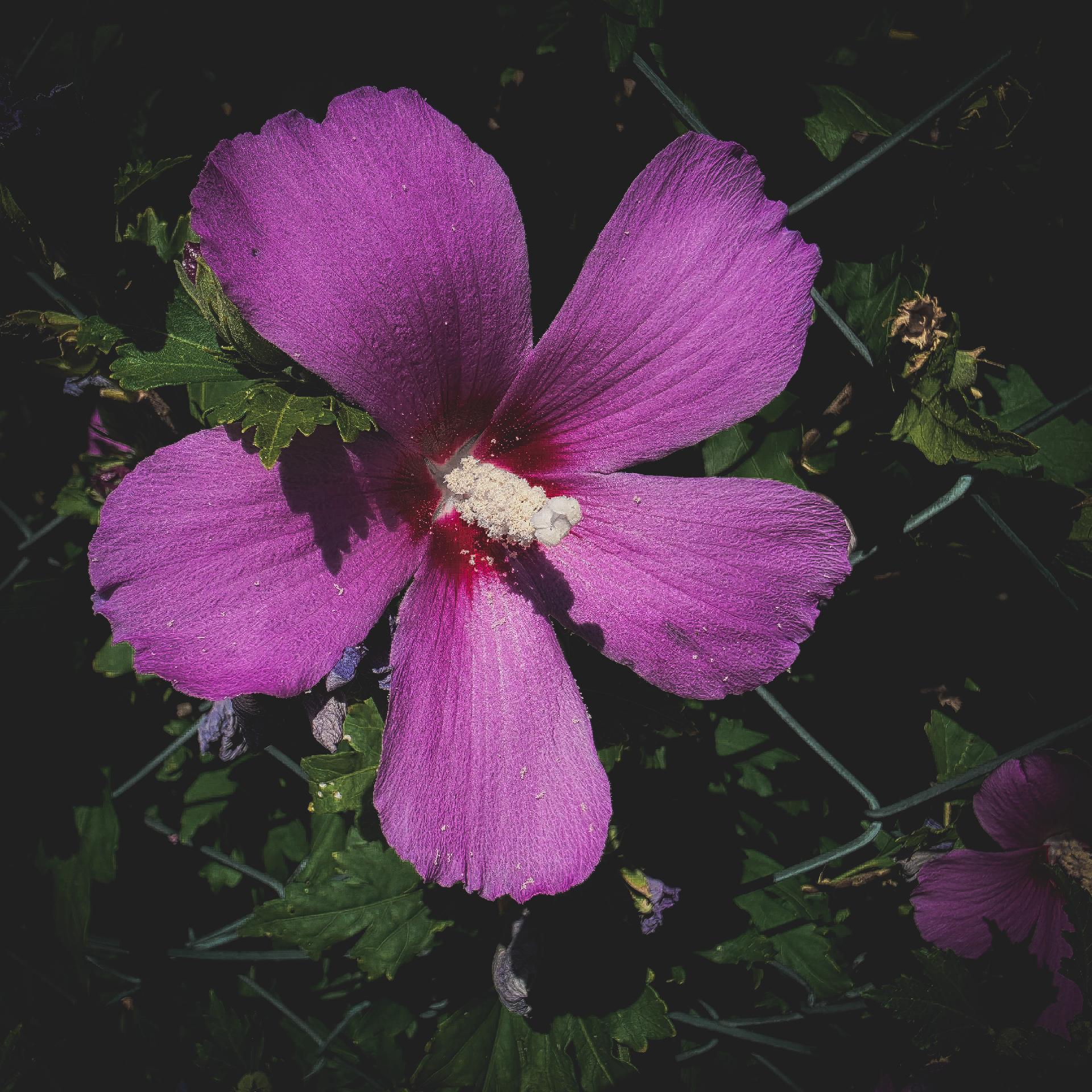 Eine lila, weit geöffnete Hibiskusblüte an ihrem grünen Strauch.