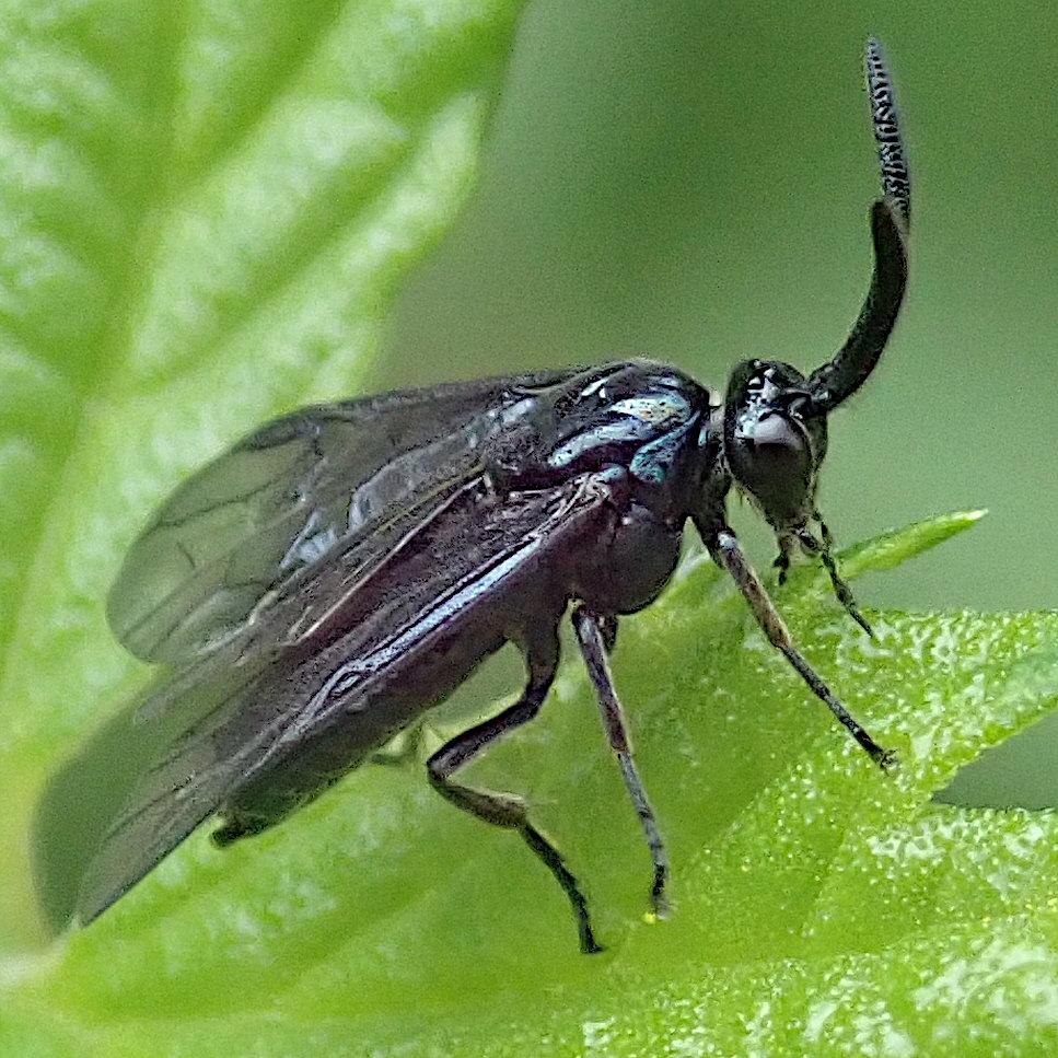 ein schwarzes insekt mit imposanten fühlern die aufragen wie das gehörn eines steinbocks steht an der gezahnten kante eines hellgrünen blattes. so wie es die eher kurzen breiten flügel nebeneinander, nicht aufeinander auf dem rücken abgelegt hat, wirkt es eher wie eine fliege, auch die beinstellung würde dazu passen. der deutlich abgegrenzte kopf aber, der eben nicht komplett aus facettenaugen besteht und besagte enorme fühler trägt, zeigt, dass das keine fliege sein kann. ich wär jetzt auch nicht gleich auf wespe gekommen, aber gut, insekten-taxonomie ist eben so. alle teile des tiers sind schwarz glänzend mit einem grünlich-blauen metallischen schimmer, die flügel dabei kräftig getönt transparent.