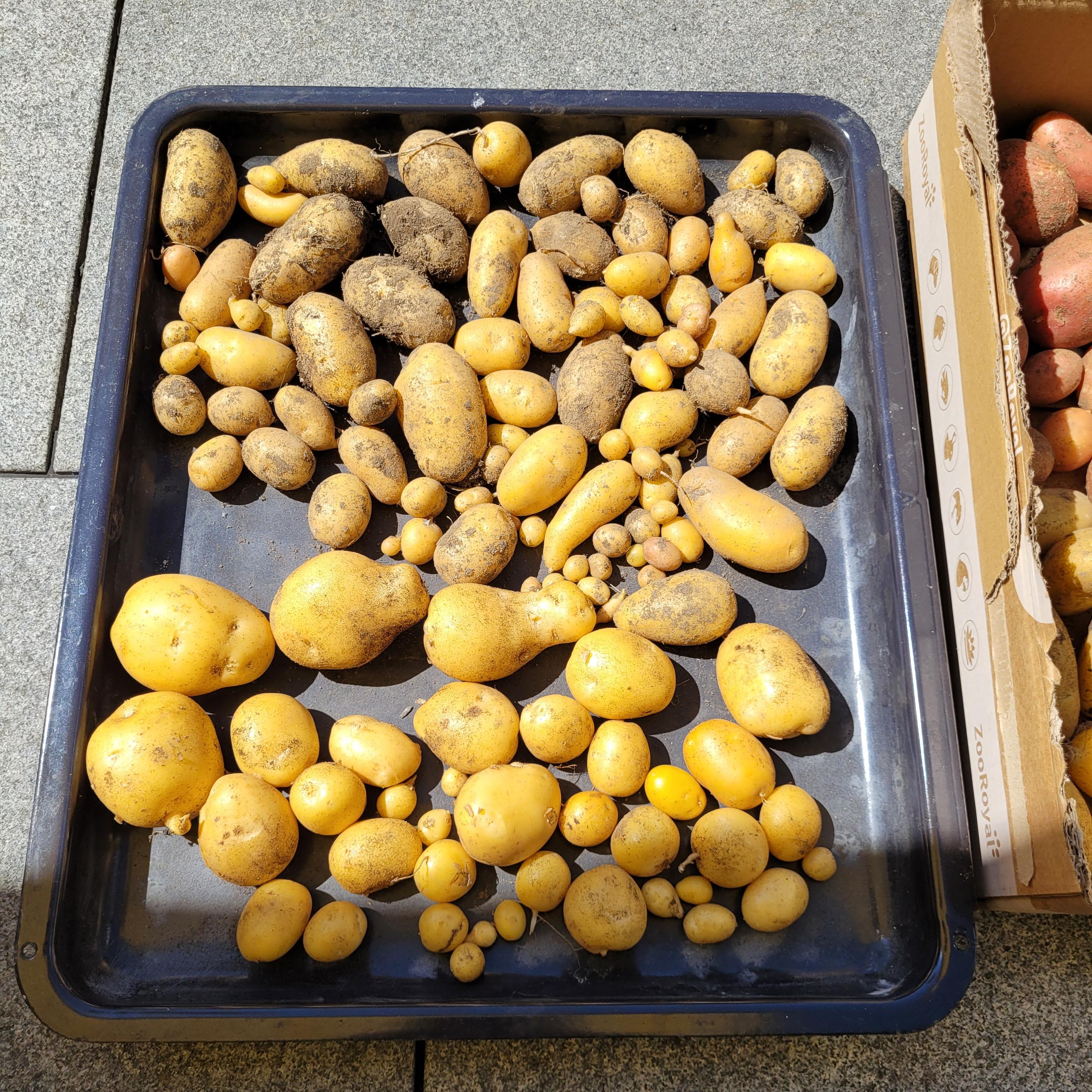Altes Backblech mit Kartoffeln