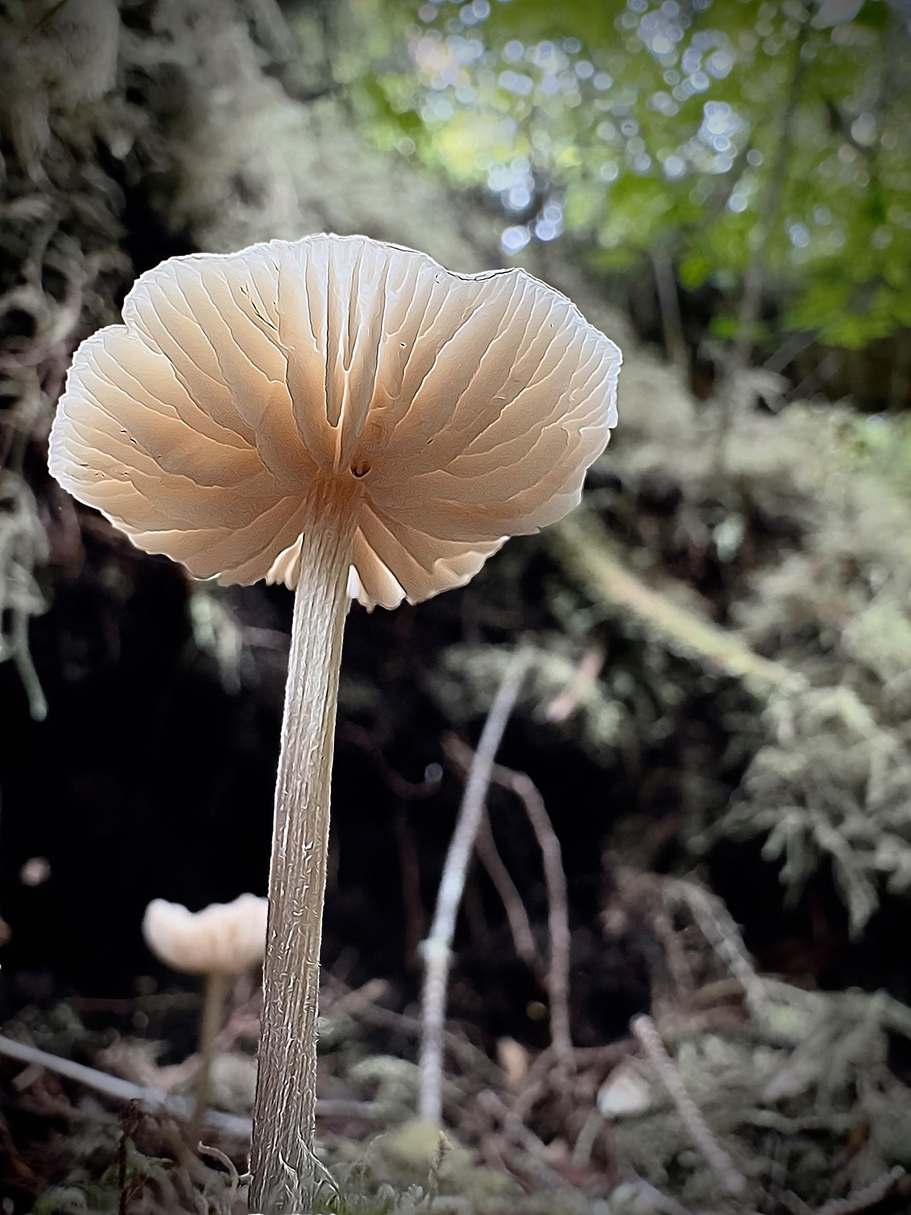 Das Foto zeigt einen einzelnen hellen Pilz aus sehr niedriger Perspektive. Im Mittelpunkt steht die Unterseite des Pilzhutes mit den deutlich sichtbaren, cremefarbenen Lamellen, die strahlenförmig vom Stiel nach außen verlaufen. Der lange, schlanke Stiel besitzt eine feine, längliche Struktur.

Durch das Gegenlicht wirkt der Pilzhut fast durchscheinend und hebt sich stark vom dunklen Waldboden ab. Im unscharfen Hintergrund sind Moos, Äste und grünes Laub zu erkennen. Die geringe Schärfentiefe und das weiche Licht geben dem Bild eine ruhige, fast märchenhafte Waldstimmung.