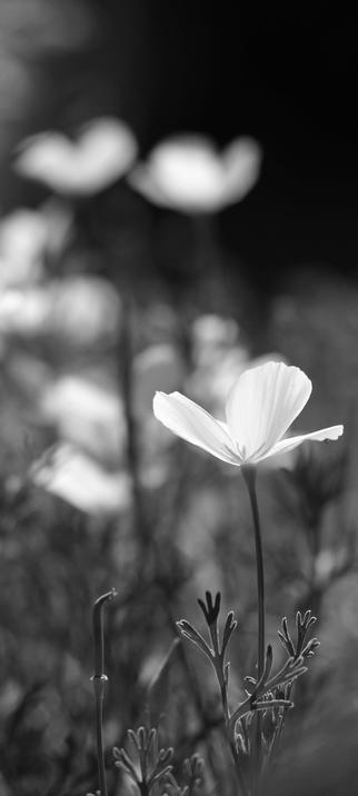 Schwarzweiß Fotografie vonneiner scharf abgebildeten Blüte von Mohn und mehrere unscharfe im Hintergrund