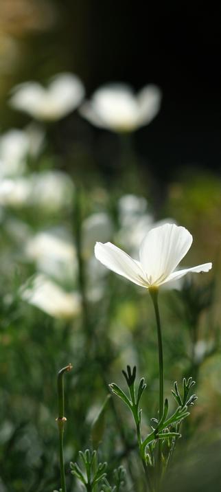 eine scharf abgebildete Blüte von Mohn und mehrere unscharfe im Hintergrund
