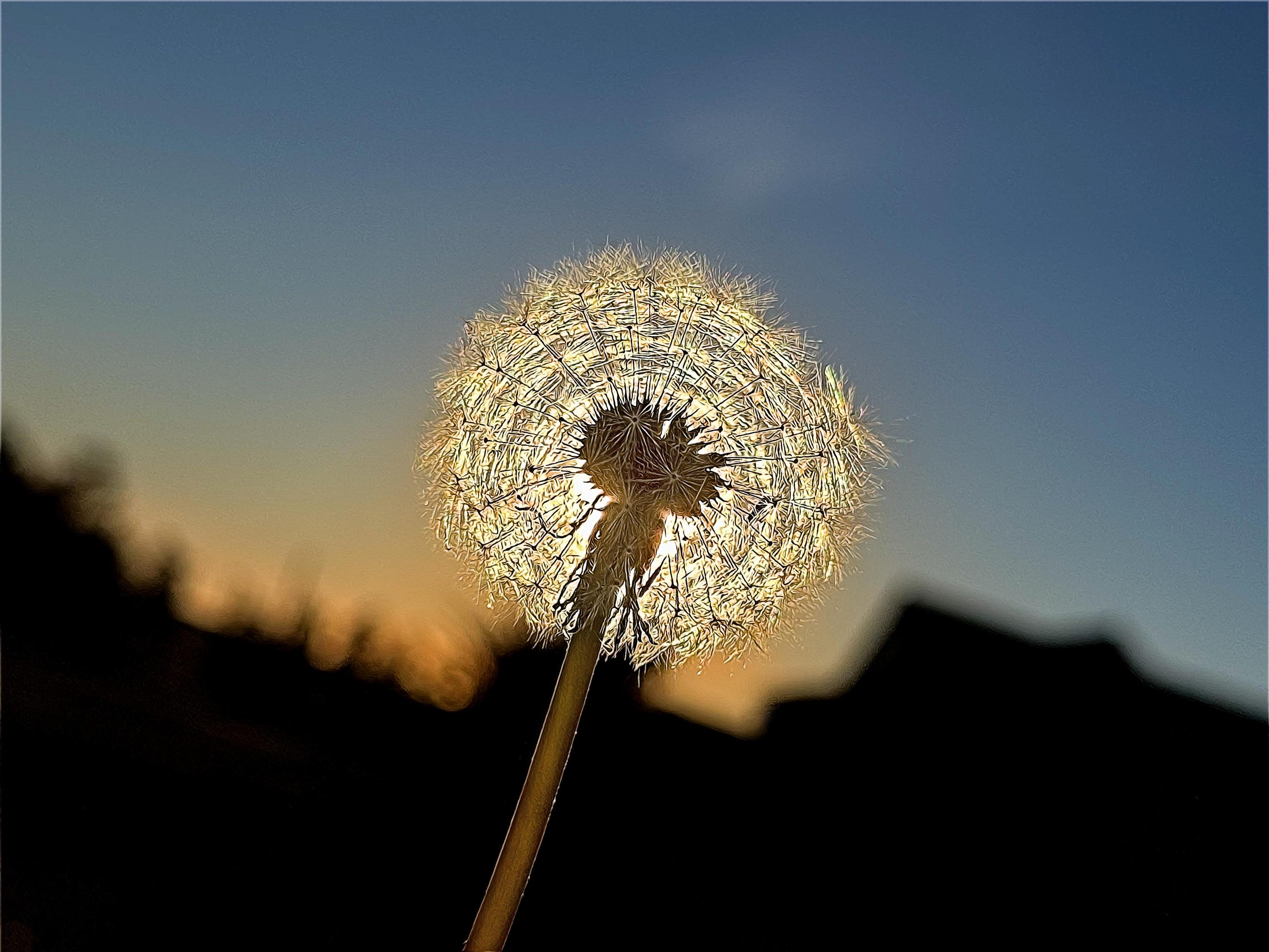 Zu sehen ist eine Pusteblume im Gegenlicht bei Sonnenuntergang. Die Kamera ist sehr nah an der Blüte, sodass die feinen Samenstände deutlich hervorgehoben werden. Das warme Sonnenlicht scheint durch die Pusteblume und lässt sie fast golden leuchten.

Der Hintergrund ist stark unscharf und dunkel gehalten. Man erkennt nur schemenhaft Landschaft bzw. Gebäude oder Bäume am Horizont. Darüber befindet sich ein klarer, blau-grauer Himmel, der zum Horizont hin in warme Gelb- und Orangetöne übergeht.

Die Aufnahme wirkt ruhig, verträumt und stimmungsvoll und vermittelt durch die Pusteblume und das Abendlicht ein Gefühl von Vergänglichkeit, Freiheit und Natur.