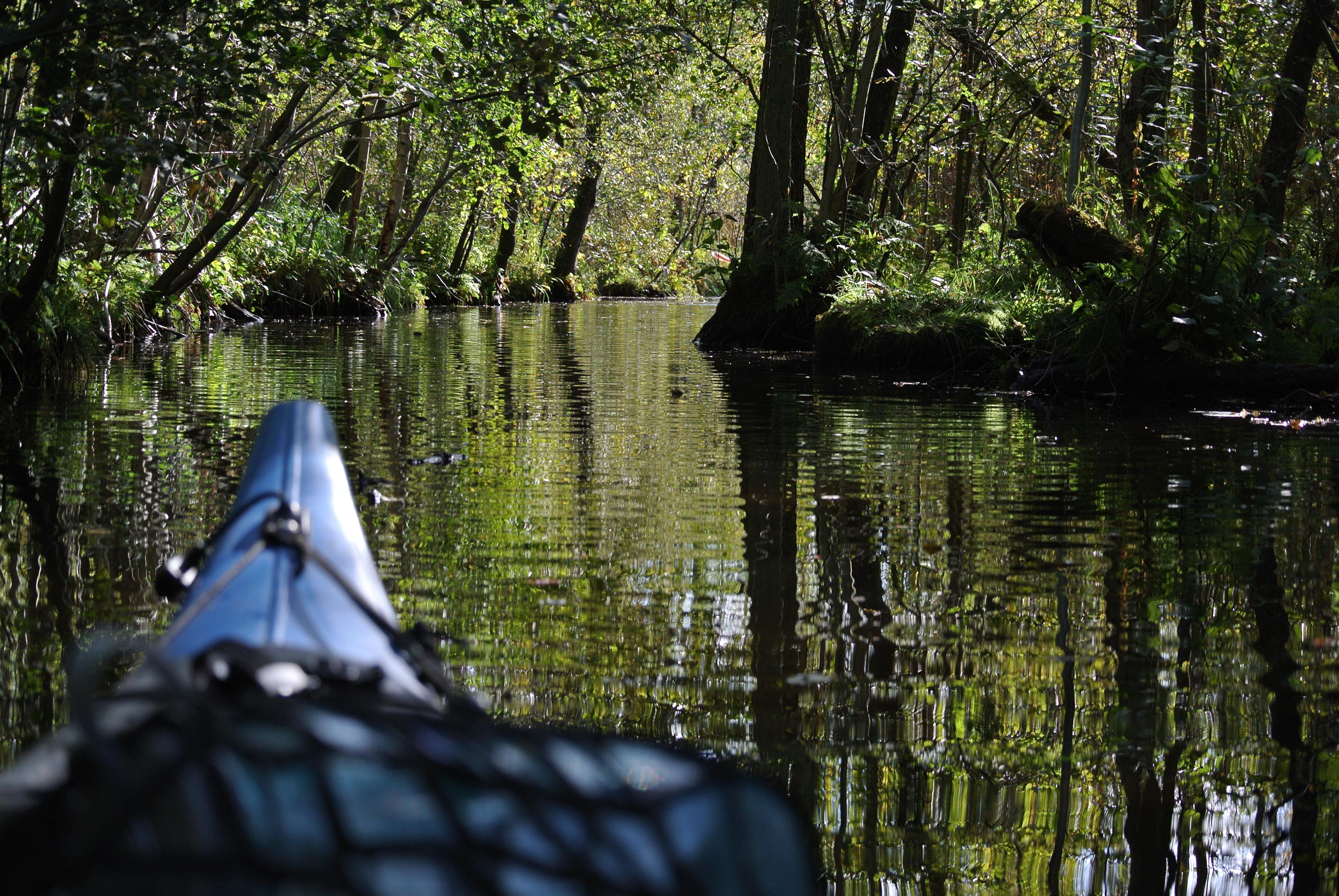 Blauer Kajakbug auf spiegelglattem wasser im Wald