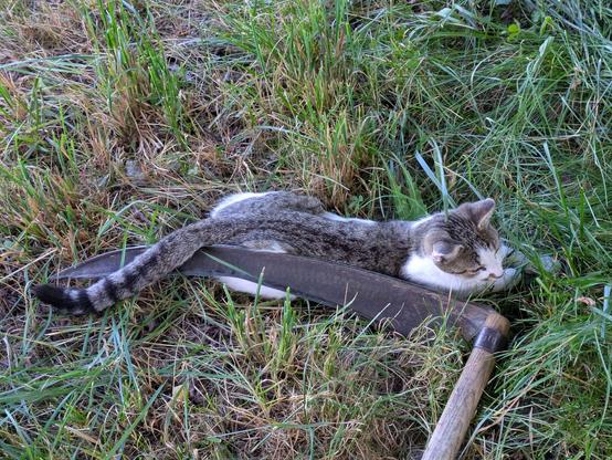 eine getigertweiße kleine Katze liegt entlang des Sensenblattes in einer Wiese