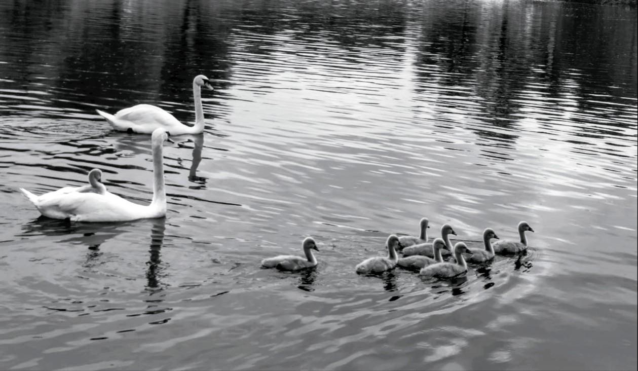 Aufnahme in Schwarzweiß. 11 Schwäne schwimmen auf einem Weiher. Vorneweg 8 Küken, hinten die Eltern. 1 Küken sitzt auf dem Rücken eines Elternteils zwischen den Flügeln und lässt sich tragen.