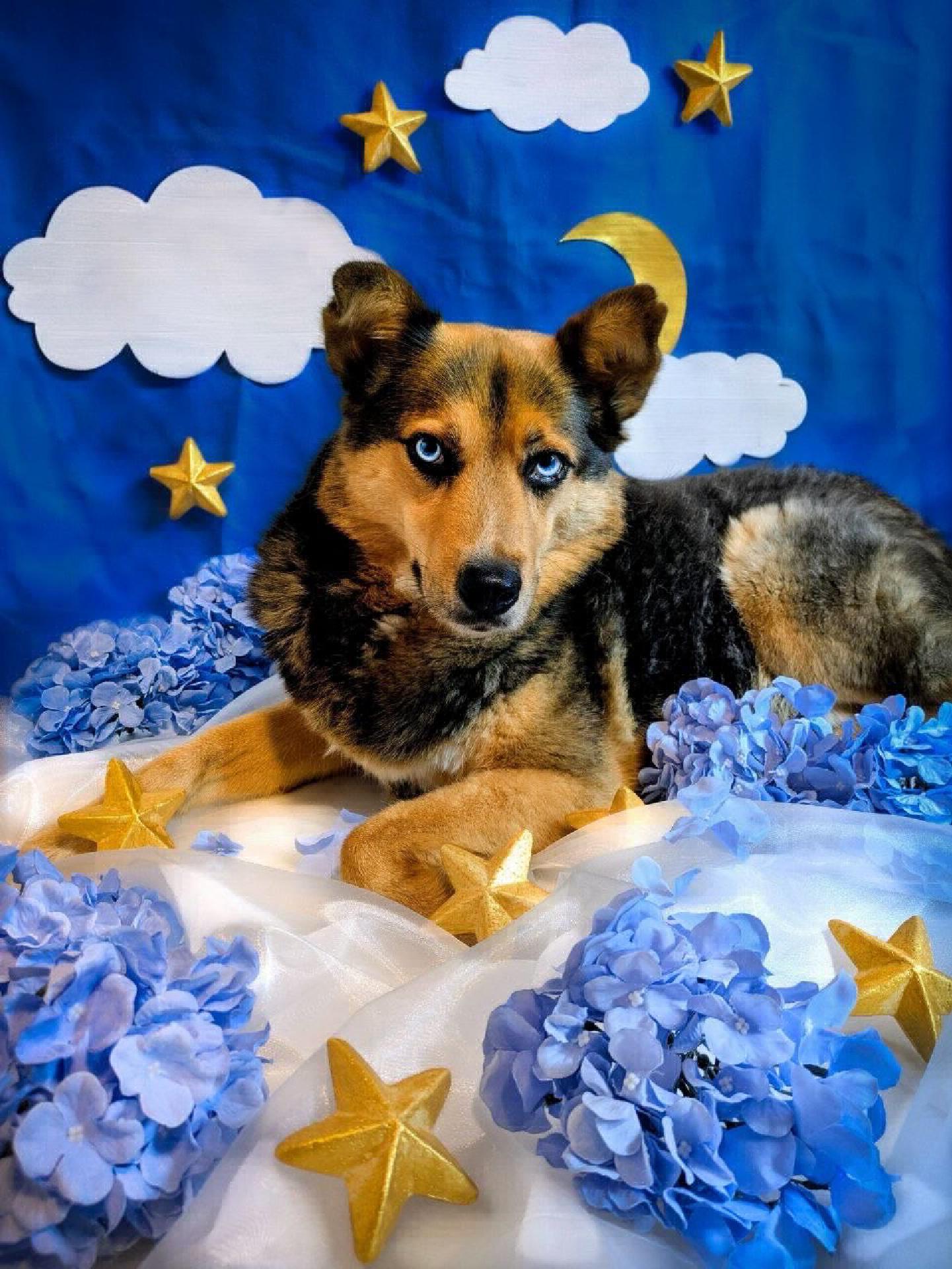 Ein Hund mit blauen Augen vor einem künstlichen, nachtblauen Sternenhimmel, umgeben von goldenen Sternen und blauen Blüten
