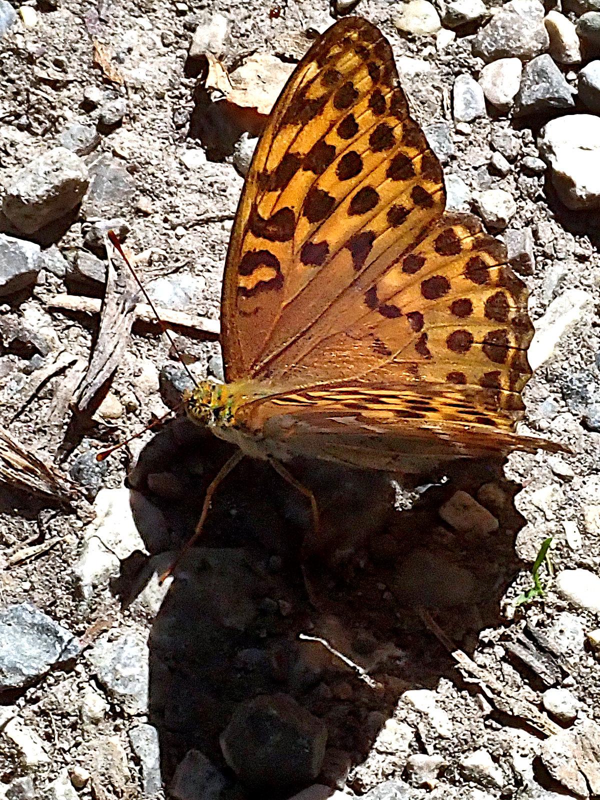 auf lehmig-steinigem sehr trockenem boden sitzt ein schmetterling mit halb hochgeklappten flügeln im sonnenlicht, kopf nach links. sein linker flügel ist genau auf die kamera gerichtet und deshalb perspektivisch maximal verkürzt, quasi nicht erkennbar. dafür ist die oberseite des rechten flügels um so besser im bild. sie ist orange mit mehreren reihen dunkelbrauner flecken, von denen manche, hauptsächlich die nahe der vorderen flügelkante, ineinander übergehen oder durch dünne linien miteinander verbunden sind, in etwa so als hätte jemand mit einem kalligrafie-pinsel geübt