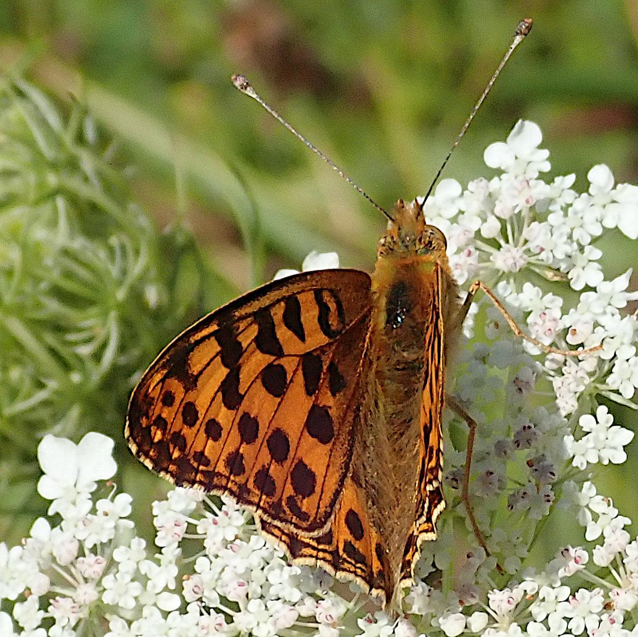 an den vielen winzigen weißen blüten einer wilden möhre sitzt ein schmetterling mit halb aufgeklappten flügeln in der sonne, kopf nach oben. sein rechter flügel ist genau auf die kamera gerichtet und deshalb perspektivisch maximal verkürzt, quasi nicht erkennbar. dafür ist die oberseite des linken flügels um so besser im bild. sie ist orange mit mehreren reihen schwarzer flecken, von denen manche, hauptsächlich die nahe der vorderen flügelkante, ineinander übergehen oder durch dünne linien miteinander verbunden sind, in etwa so als hätte jemand mit einem kalligrafie-pinsel geübt. anders als beim kaisermantel kommt hier an der hinterkante eine in fächer geteilte dünne doppellinie dazu, wie so ein zweireihiger gatterzaun und der dünne saum hinten ist hell cremefarben