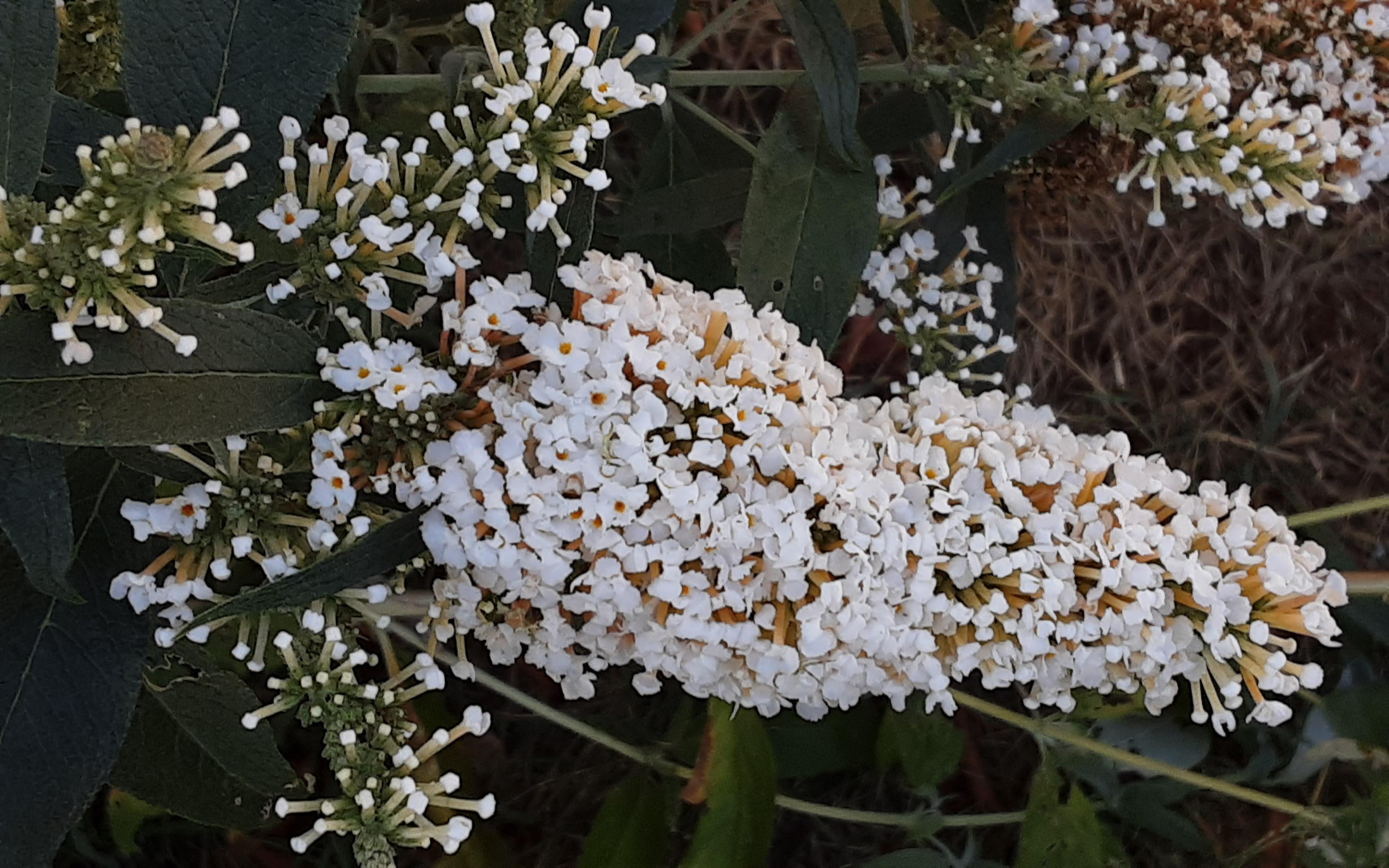 Schmetterlingsflieder in weiß. Und die duften🥰...
