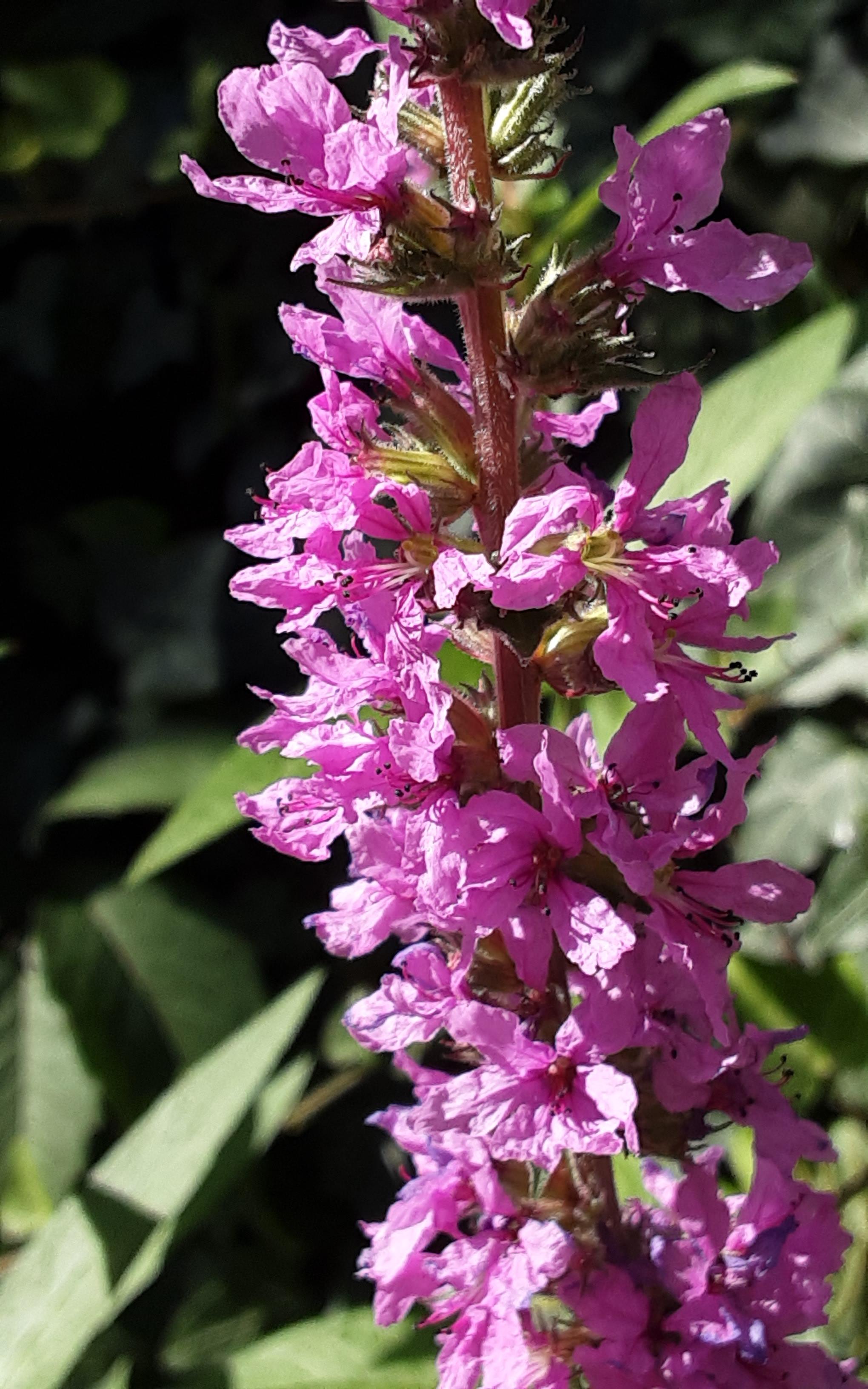 violette Blüten...sehr schön. kenne ich nicht🤔