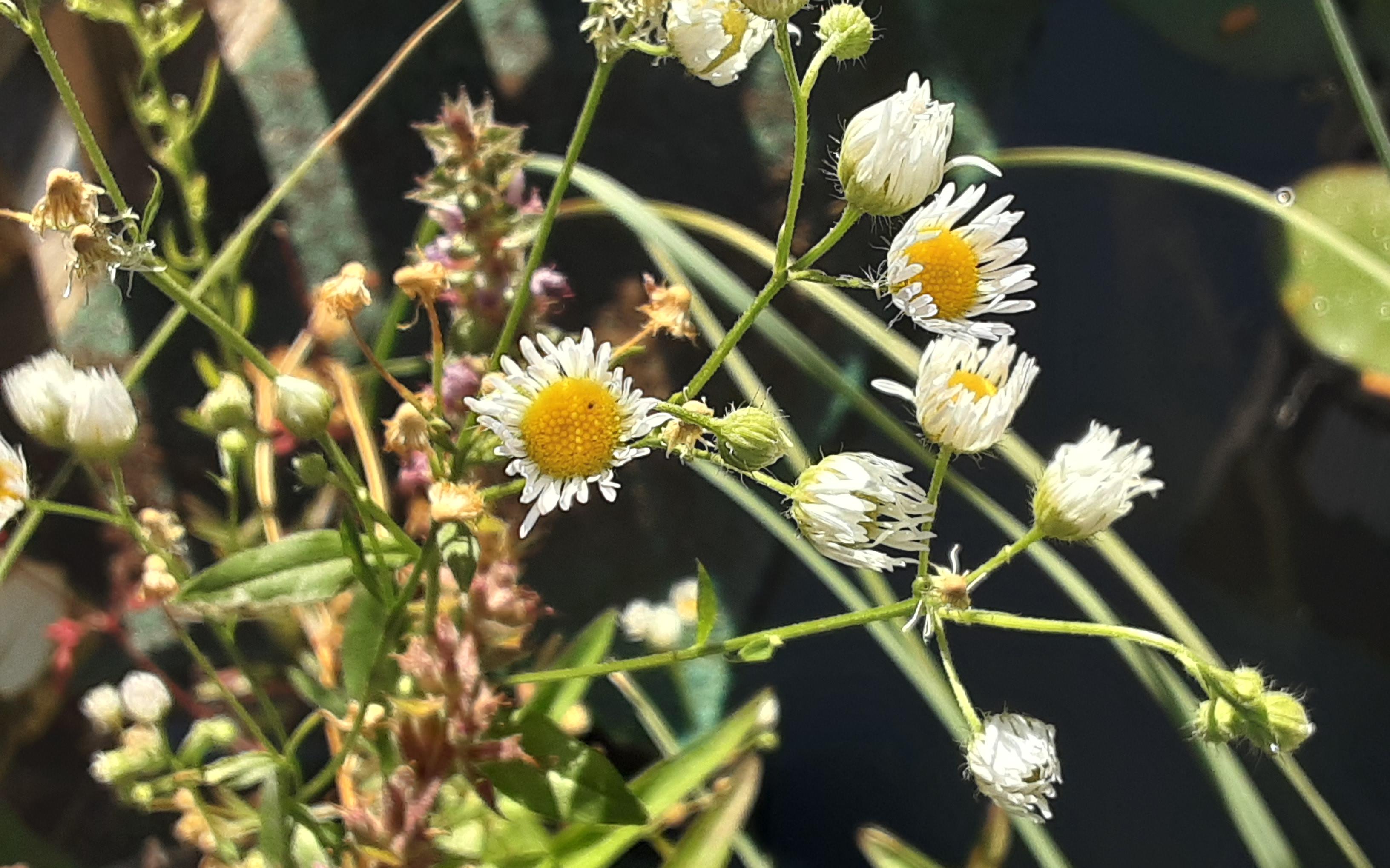 ganz kleine weiße Blüten. Die wachsen am Hausteich...