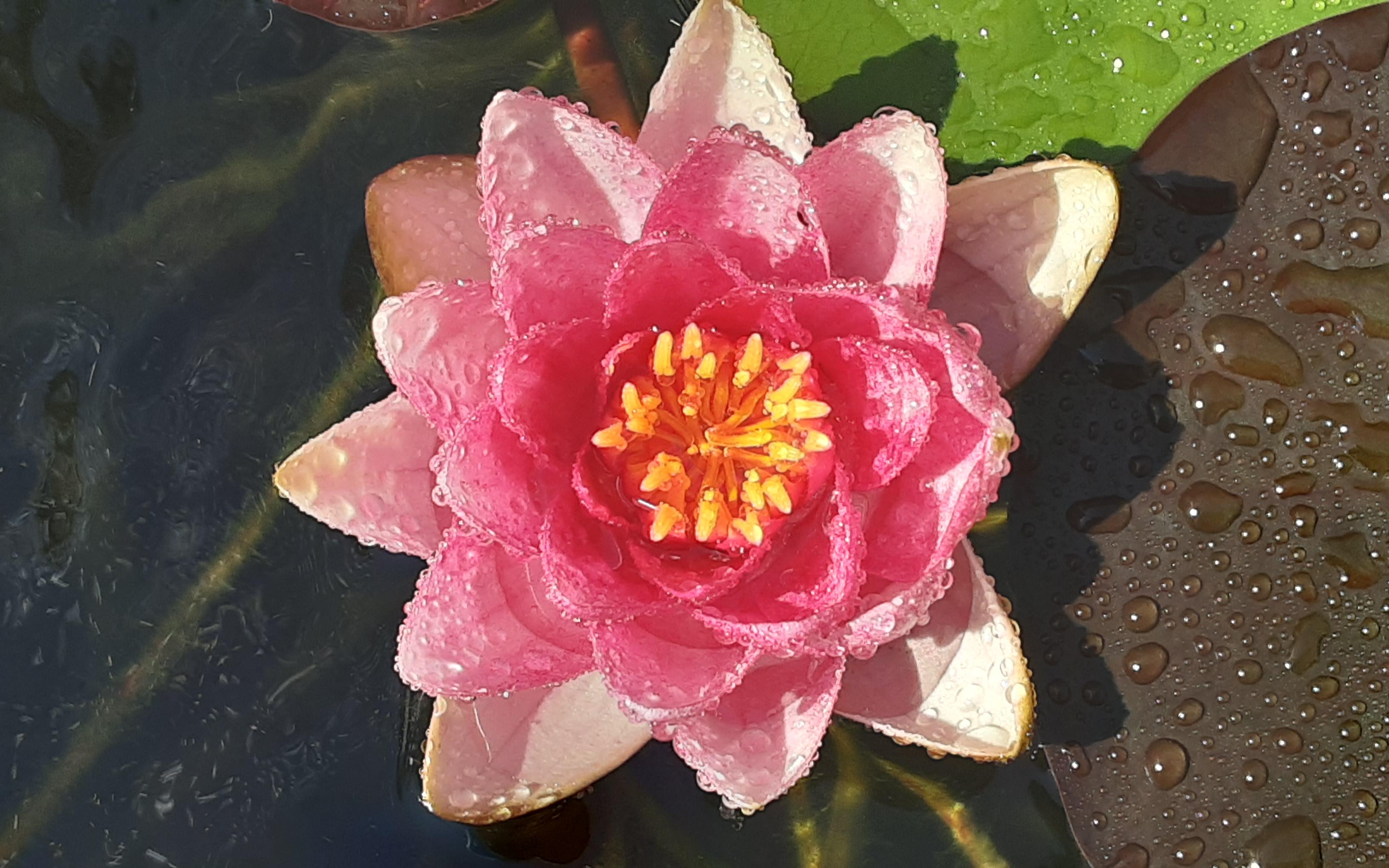 Und jeden Morgen unsere Seerose in rosa😍
