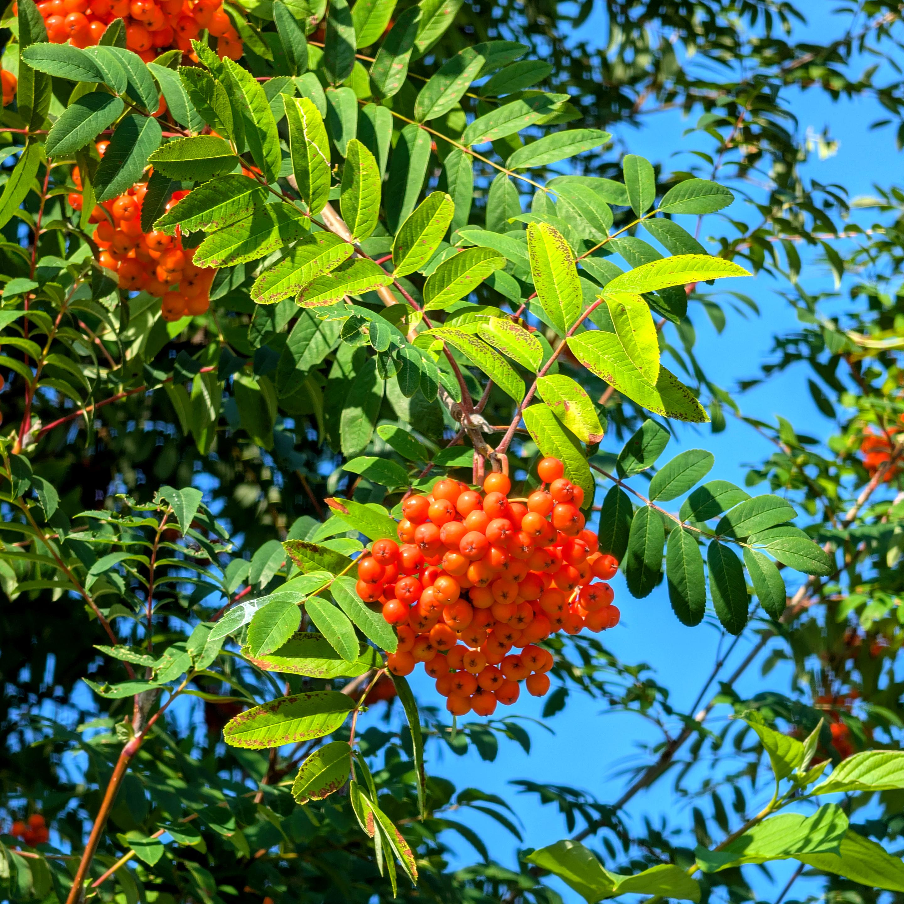 Das Bild zeigt die Zweige einer Eberesche (Sorbus aucuparia) mit den wechselständigen Blättern. Zwischen den Zweigen hängen an Schirmrispen zahlreiche orangefarbene Äpfelchen.
Im Hintergrund blauer Himmel.