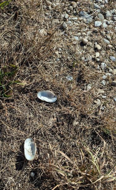 zwei Bestsndteile von einer Muschel liegen mit dem hellen Innenteil nach oben auf einem Feldweg