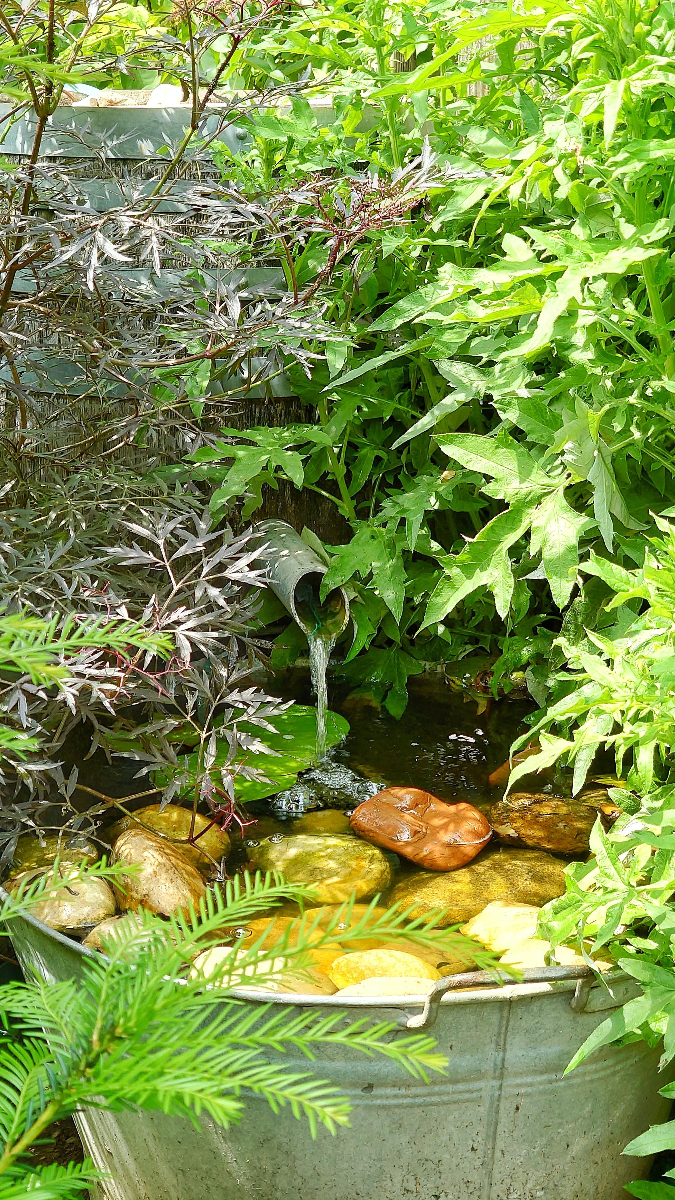 Die Farbfotografie zeigt eine Gartenszene im Hochformat. Im Vordergrund befindet sich ein großer Metallbehälter (Zinkwanne), der mit Wasser und runden Steinen gefüllt ist. Ein Metallrohr leitet Wasser in den Behälter hinein. Diverse Pflanzenarten umgeben das Becken, darunter Blätter unterschiedlicher Formen – von schmalen Nadeln bis zu breiten, gelappten Blättern. Im Hintergrund, inmitten der Vegetation ist eine Holzfass erkennbar, in dem das Metallrohr montiert ist.