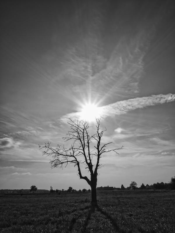 Ein einzelner toter Baum steht auf einem Feld. Die strahlende Sonne steht oberhalb der höchsten, toten Ästen. Am Himmel sind feine Schleierwolken zu sehen. Der tote Baum wirft einen Schatten auf das Feld.