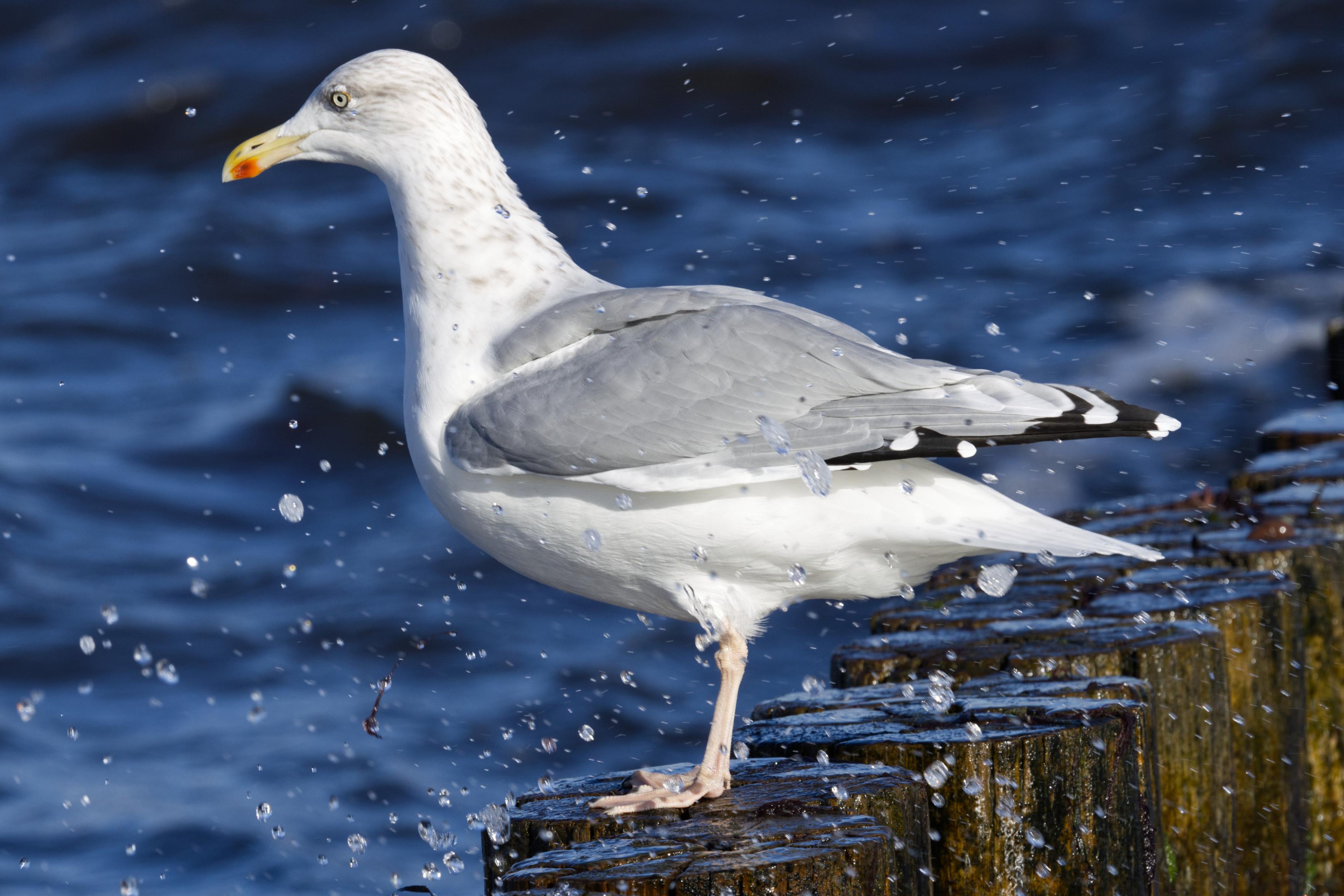 Eine Silbermöwen (Larus argentatus) steht auf einer Buhnenreihe. Um sie herum fliegen Wassertopfen durch die Luft. Der Vogel wendet dem Betrachter die linke Seite zu.
Der Schnabel ist gelb mit einem roten Gonysfleck, der auf den Unterschnabel beschränkt ist. Die Iris ist schwefelgelb, das Auge mit einem orangegelben Ring umgeben. Kopf, Hals, Nacken und Unterseite sind wie auch Bürzel und Schwanz überwiegend reinweiß. An Kopf und Hals ist die graue Strichelung des Winterkleides zu erkennen. Mantel, Rücken und Schulterfedern sind wie auch die Flügeloberseite hell bläulichgrau. Die Schwingenspitzen sind weiß. Auf den beiden äußeren Handschwingen ist zudem – durch ein subterminales, schwarzes Band von der Spitze getrennt – ein weiteres weißes Feld vorhanden. Auf dem zusammengelegten Flügel wirken die weißen Spitzen wie eine Reihe rundlicher Punkte.
Die Beine und Füße sind rosa.
Im Winterkleid ist das weiße Gefieder des Kopfes bei adulten Vögeln mit graubraunen Stricheln durchsetzt. Auf dem