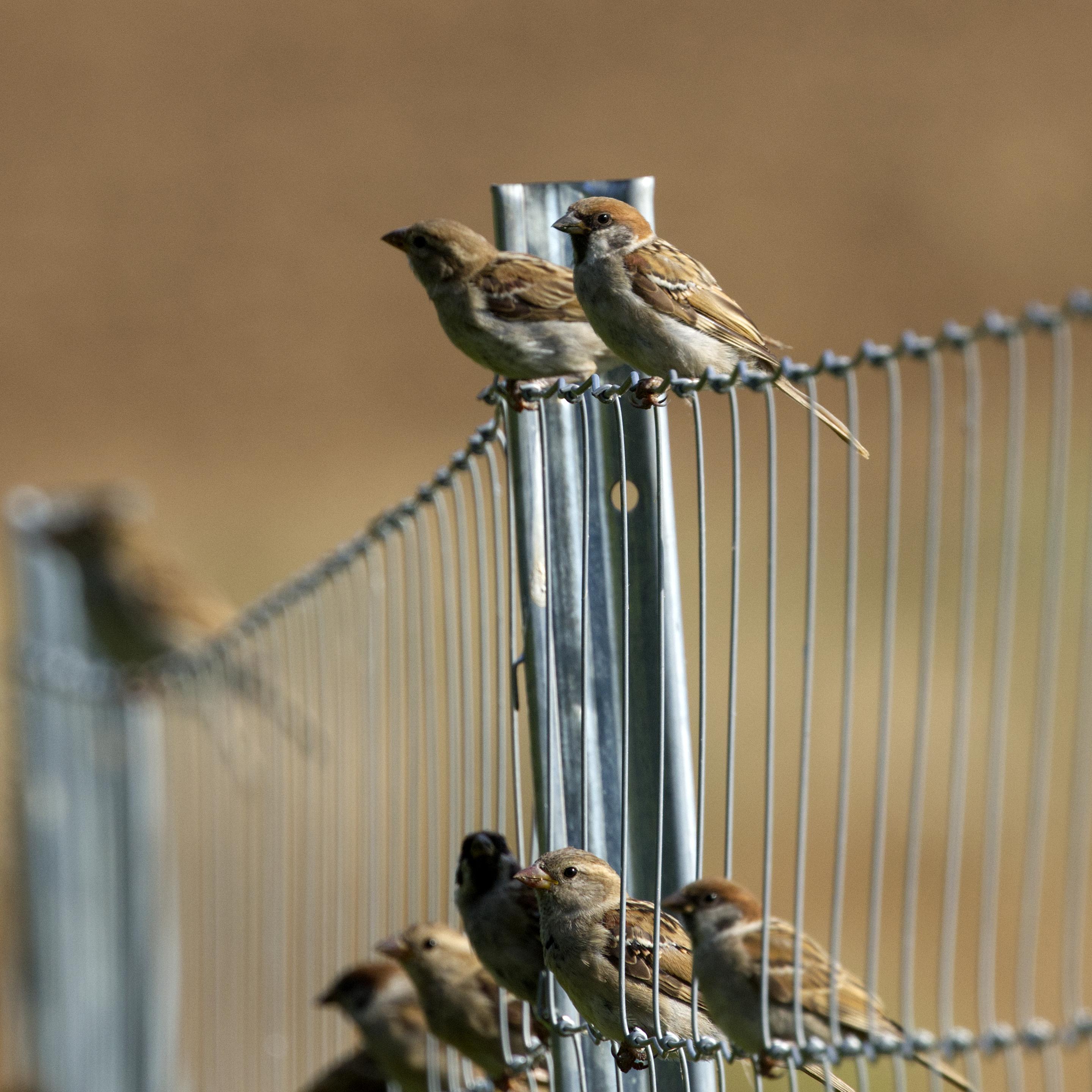 Der Betrachter blickt an einem verzinkten Drahtzaun entlang, der an Metallprofilen befestigt ist. Auf dem Zaun und in den Maschen sitzen zahlreiche Haussperlinge (Passer domesticus), die alle in die gleiche Richtung schauen.
Der Spatz hat eine schwarze Kehle und einen schwarzen Brustlatz. Der Scheitel ist bleigrau und von einem kastanienbraunen Feld begrenzt, das vom Auge bis in den Nacken reicht. Die Wangen sind hellgrau bis weißlich. Der Rücken ist braun mit schwarzen Längsstreifen. Die Flügel sind ebenso gefärbt; eine weiße Flügelbinde ist deutlich erkennbar, eine zweite nur angedeutet. Brust und Bauch sind aschgrau.
