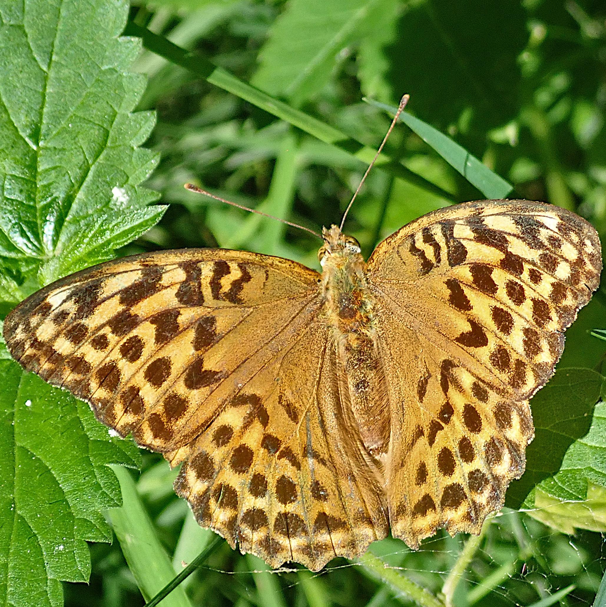 auf grünen nesselblättern sitzt ein schmetterling mit vollständig aufgeklappten flügeln im sonnenlicht. die flügel isind orange mit mehreren reihen dunkelbrauner flecken, von denen manche, hauptsächlich die nahe der vorderen flügelkante, ineinander übergehen oder durch dünne linien miteinander verbunden sind, in etwa so als hätte jemand mit einem kalligrafie-pinsel geübt. der körper ist im gleichen orange bepelzt, die fühler gestreckt und am ende keulenartig verdickt