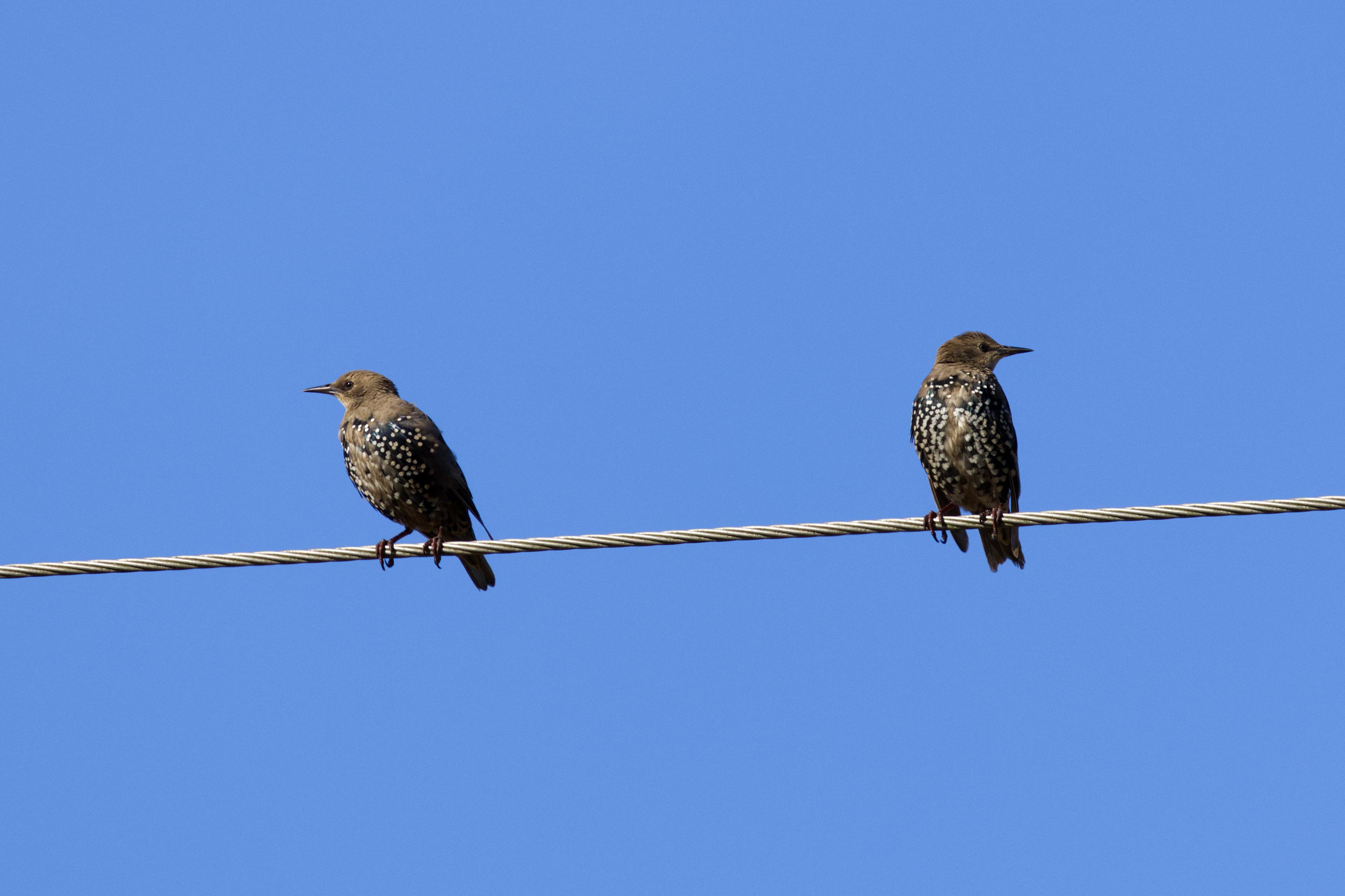 Zwei Stare (Sturnus vulgaris) sitzen nebeneinander auf einer Freilandleitung und schauen in entgegengesetzte Richtungen voneinander weg.
Der Star ist mit etwas kleiner als eine Amsel. Der Schwanz ist im Vergleich zur Amsel deutlich kürzer. Die Flügel wirken im Flug dreieckig und spitz.
Im Schlichtkleid sind die Körperfedern schwärzlich mit metallisch grünem oder purpurnem Glanz und haben weiße bis beigefarbene Spitzen. Der ganze Körper erscheint dadurch hell gepunktet. Die Schwingen und Steuerfedern sind schwarzbraun mit hellbräunlichen Säumen, die Armschwingen sind außerdem breit metallisch glänzend gesäumt. Das Prachtkleid entsteht im Frühjahr durch Abnutzung der hellen Spitzenflecken des Körpergefieders, der Körper ist dann insgesamt schwärzlich und metallisch glänzend. Der Schnabel ist im Prachtkleid gelb, im Schlichtkleid schwärzlich. Die Beine sind rotbraun, die Iris der Augen ist dunkelbraun.
Frisch ausgeflogenen Staren fehlt der Metallglanz, der Körper ist erdbraun, nur die Keh