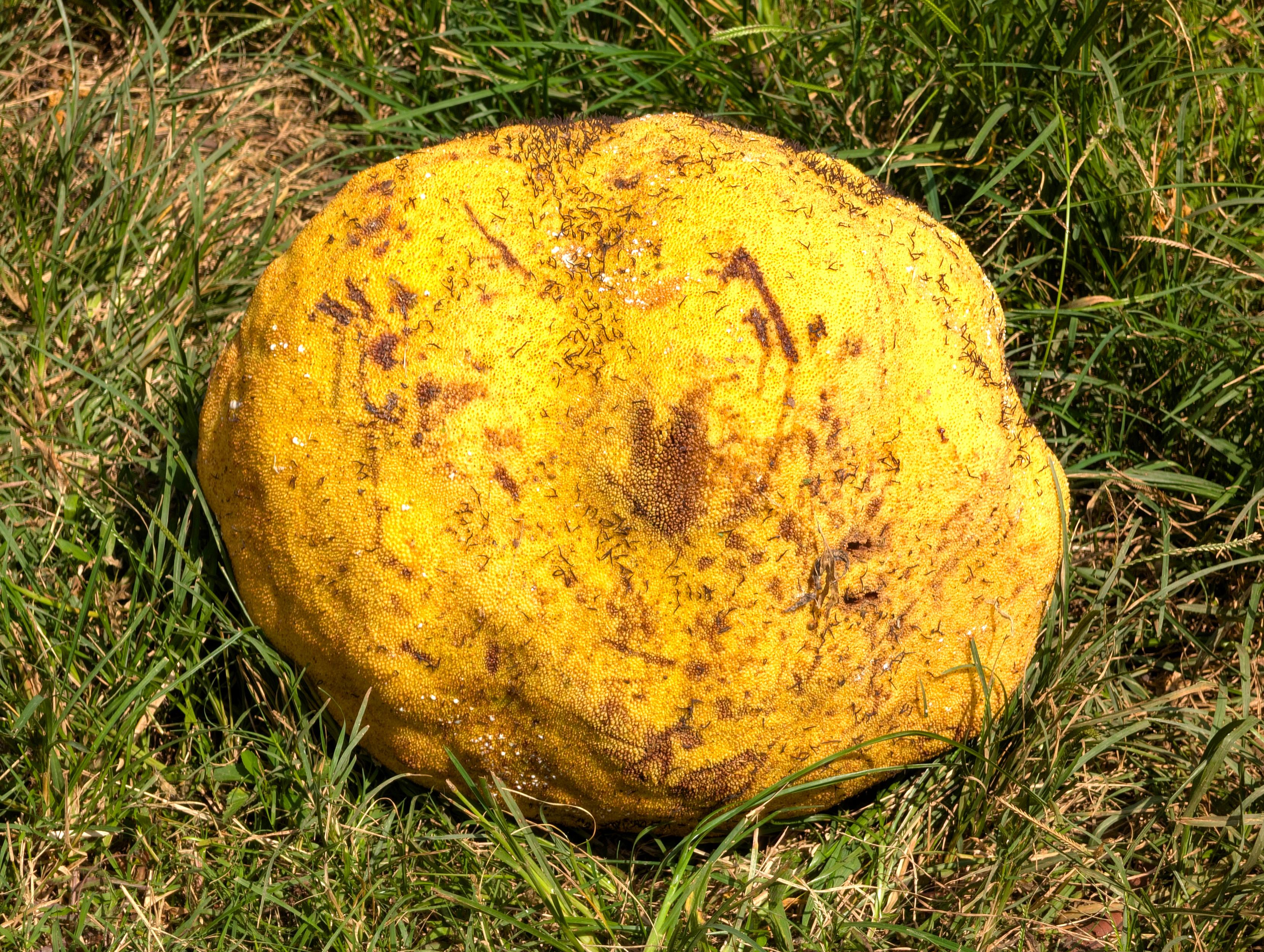 Zu sehen ist eine im Gras liegende, entfernt eiförmige, gelbbraune Frucht eines Okwabaums (auch Afrikanischer Brotfruchtbaum, Treculia africana). Diese Früchte werden bis zu 40 Zentimeter groß und bis zu 25 Kilogramm schwer.